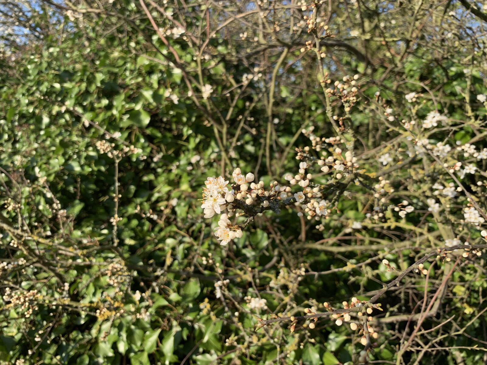 Apple iPhone XS sample photo. Nature, flowers, garden photography