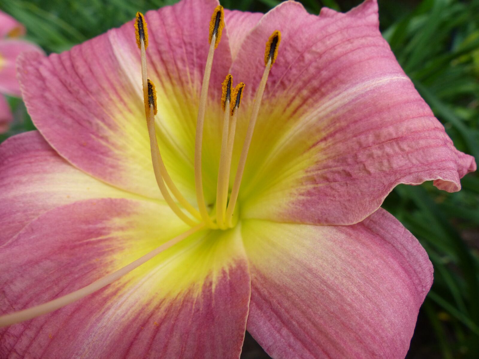 Panasonic Lumix DMC-FZ200 sample photo. Flower, closeup, nature photography
