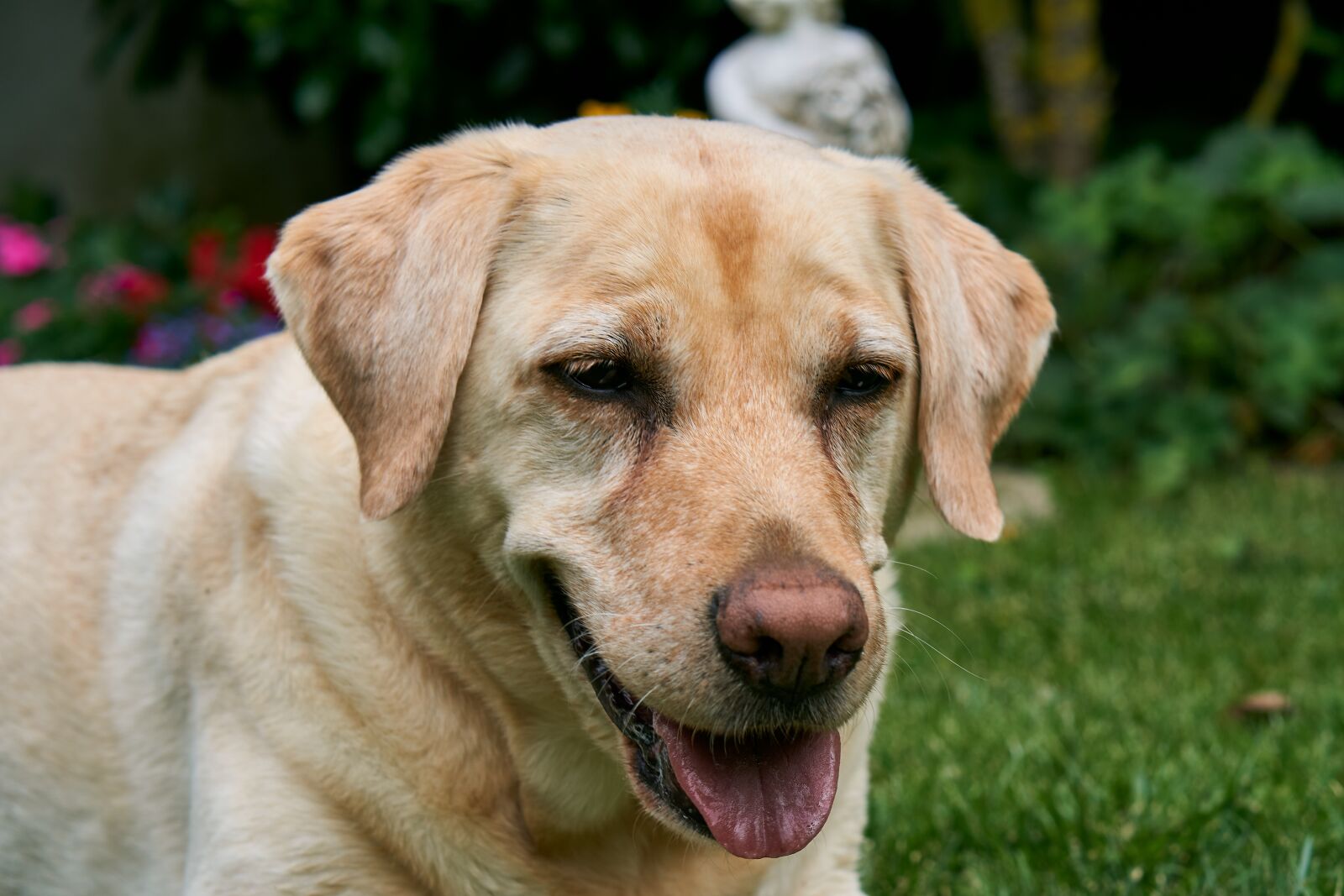 Sony E 50mm F1.8 OSS sample photo. Labrador, dog, animal photography