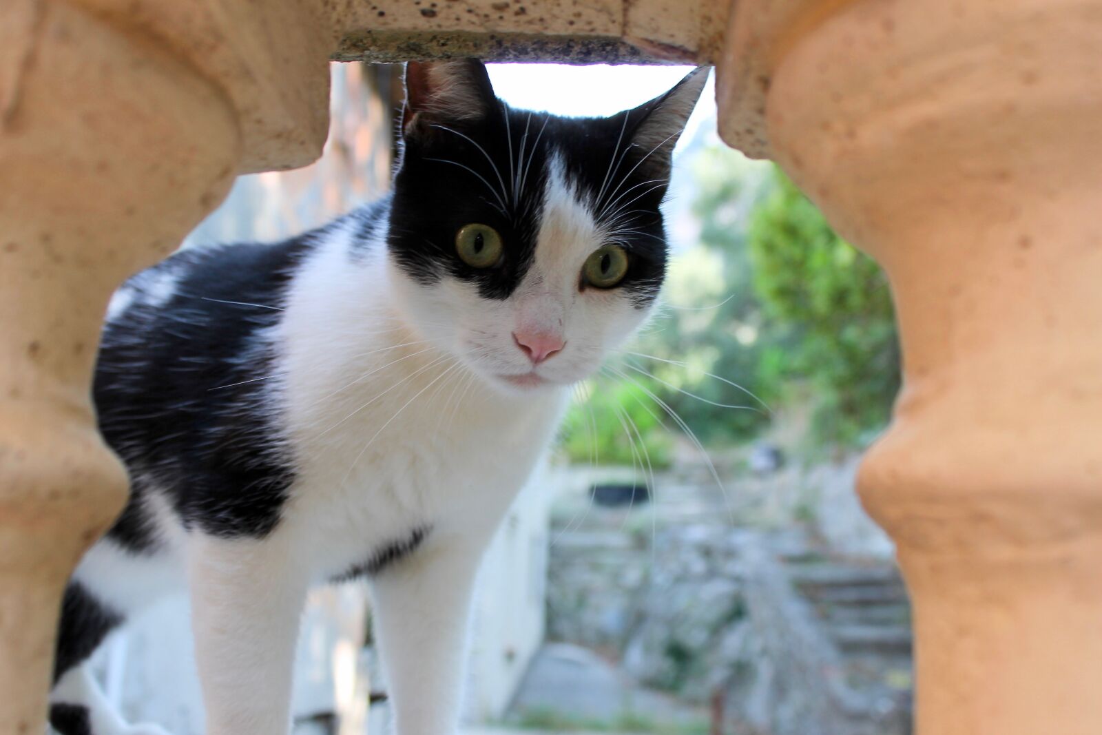 Canon EOS 1100D (EOS Rebel T3 / EOS Kiss X50) sample photo. Cat, black and white photography