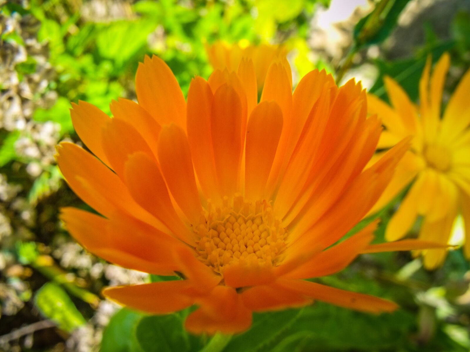 Fujifilm FinePix S1500 sample photo. Flower, plant, nature photography