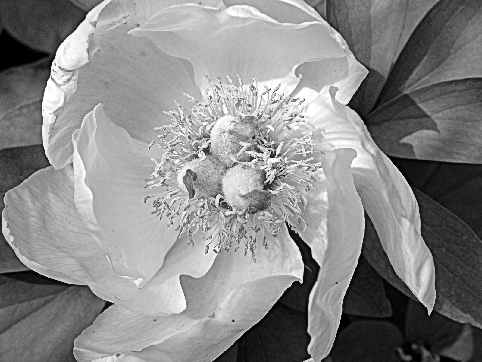 Olympus C5050Z sample photo. Flower, nature, desktop photography