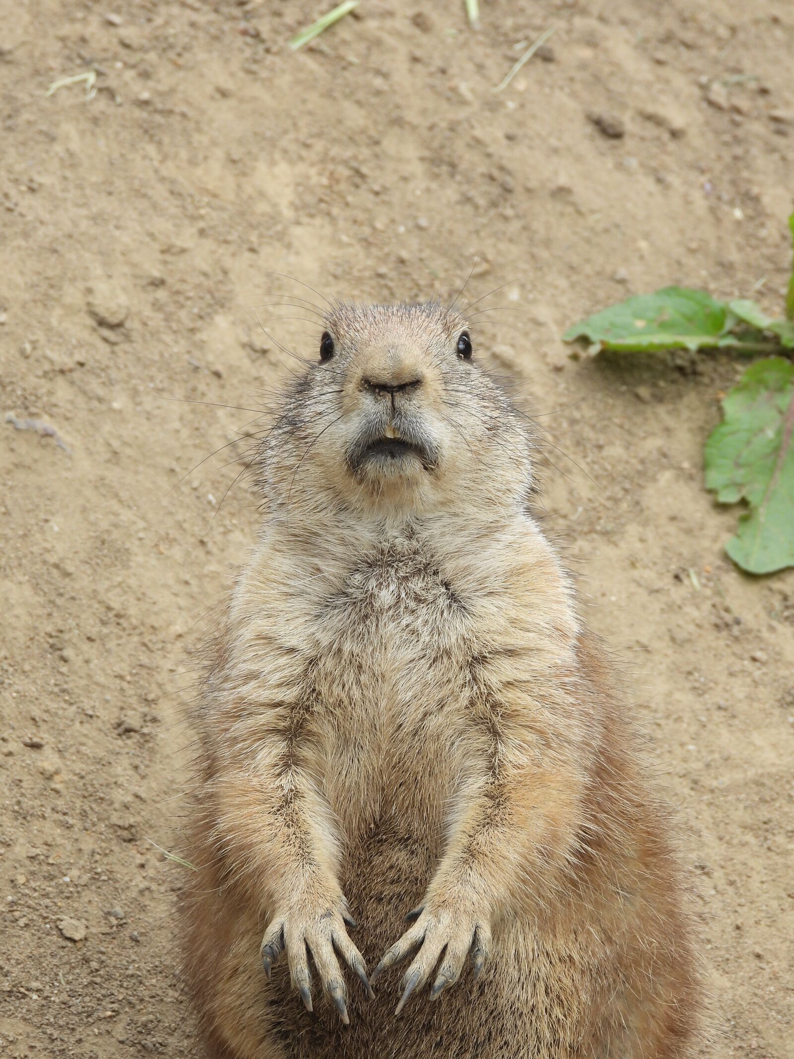 Nikon Coolpix P1000 sample photo. Gophers, zoo, cute photography