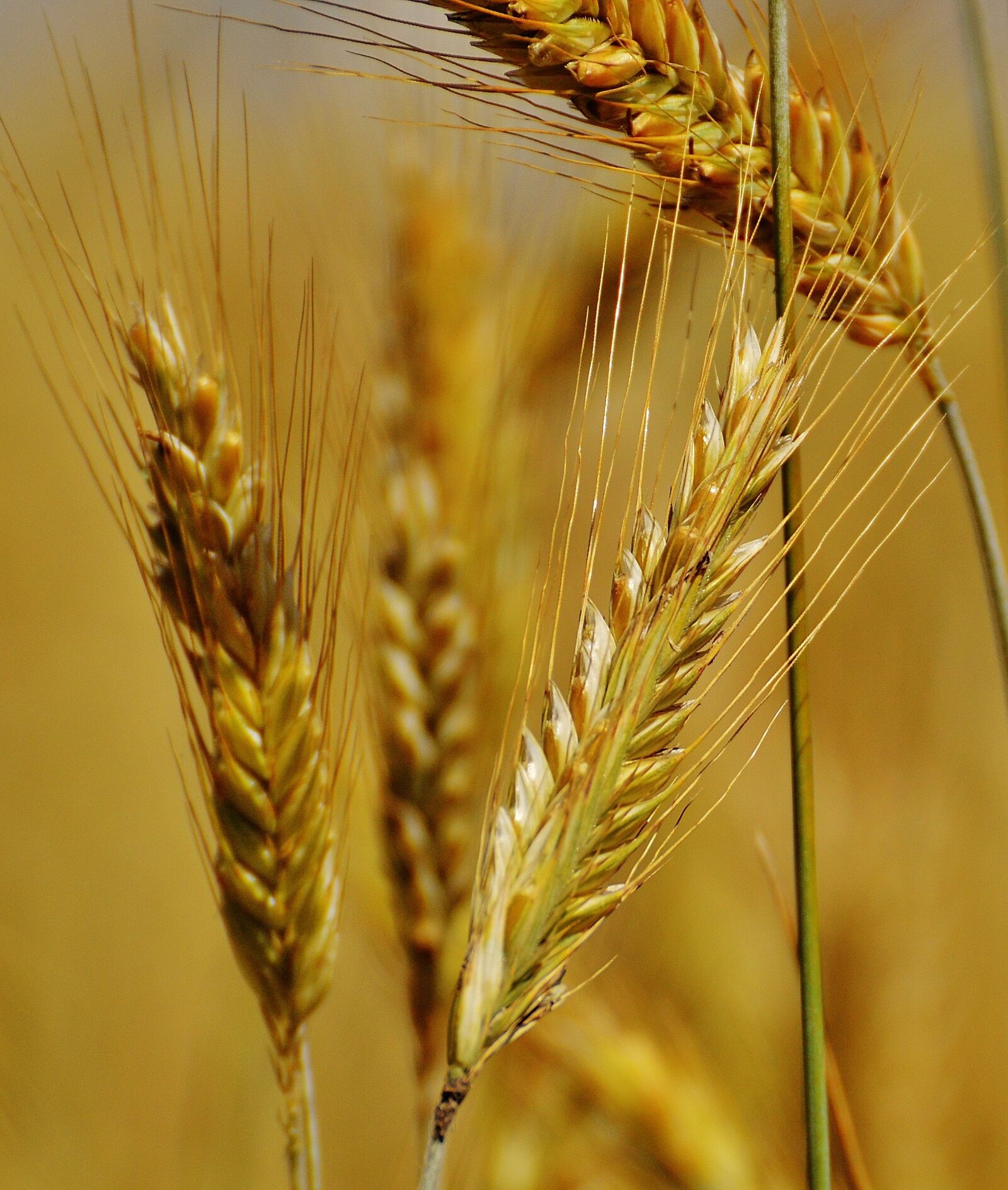 Nikon D3200 sample photo. Grain, cornfield, field photography