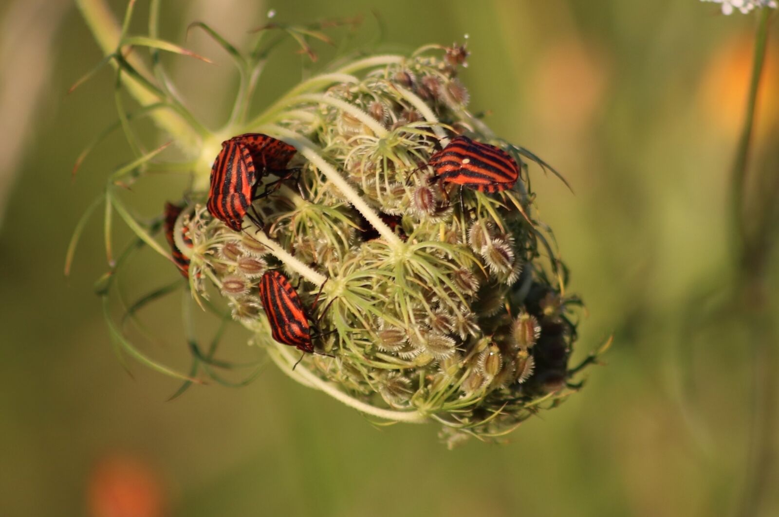Canon EOS 750D (EOS Rebel T6i / EOS Kiss X8i) sample photo. Shield bugs, pentatomoidea, graphosoma photography