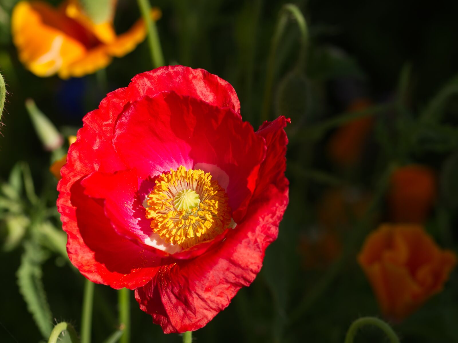 Nikon D5500 sample photo. Poppy, flower, summer photography