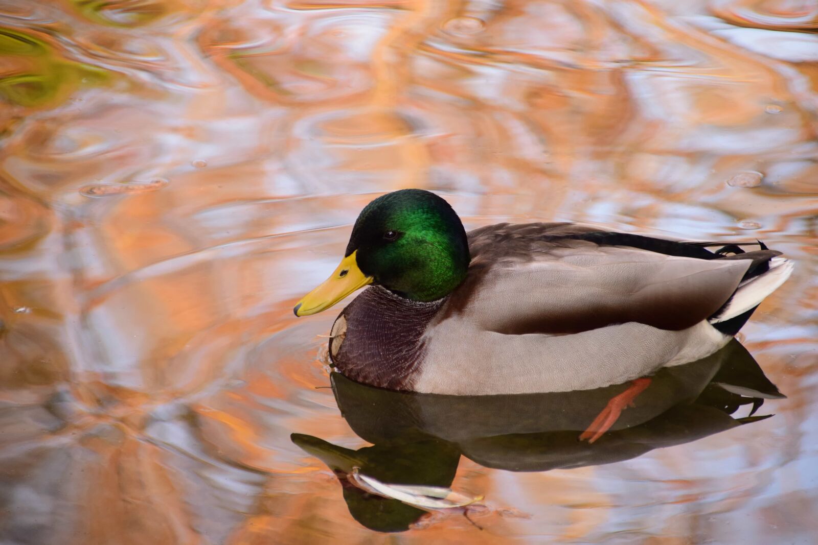 Nikon D3300 sample photo. Bird, poultry, duck, lake photography