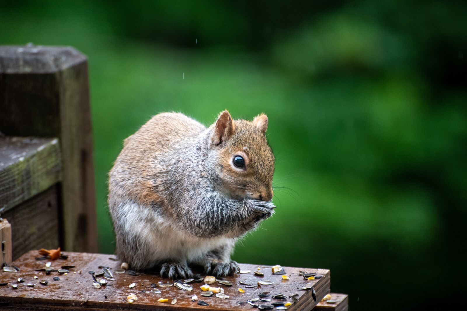 Nikon D750 sample photo. Squirrel, feeding, animal photography