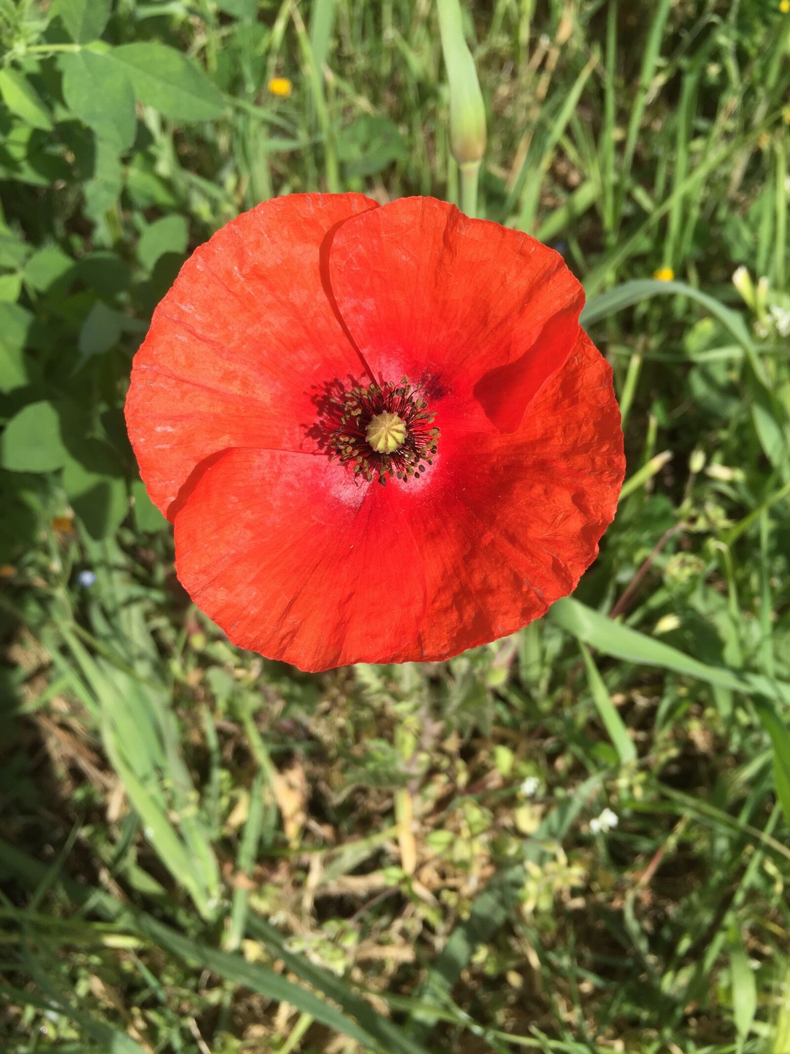 Apple iPhone 6 sample photo. Poppy, red, flower photography