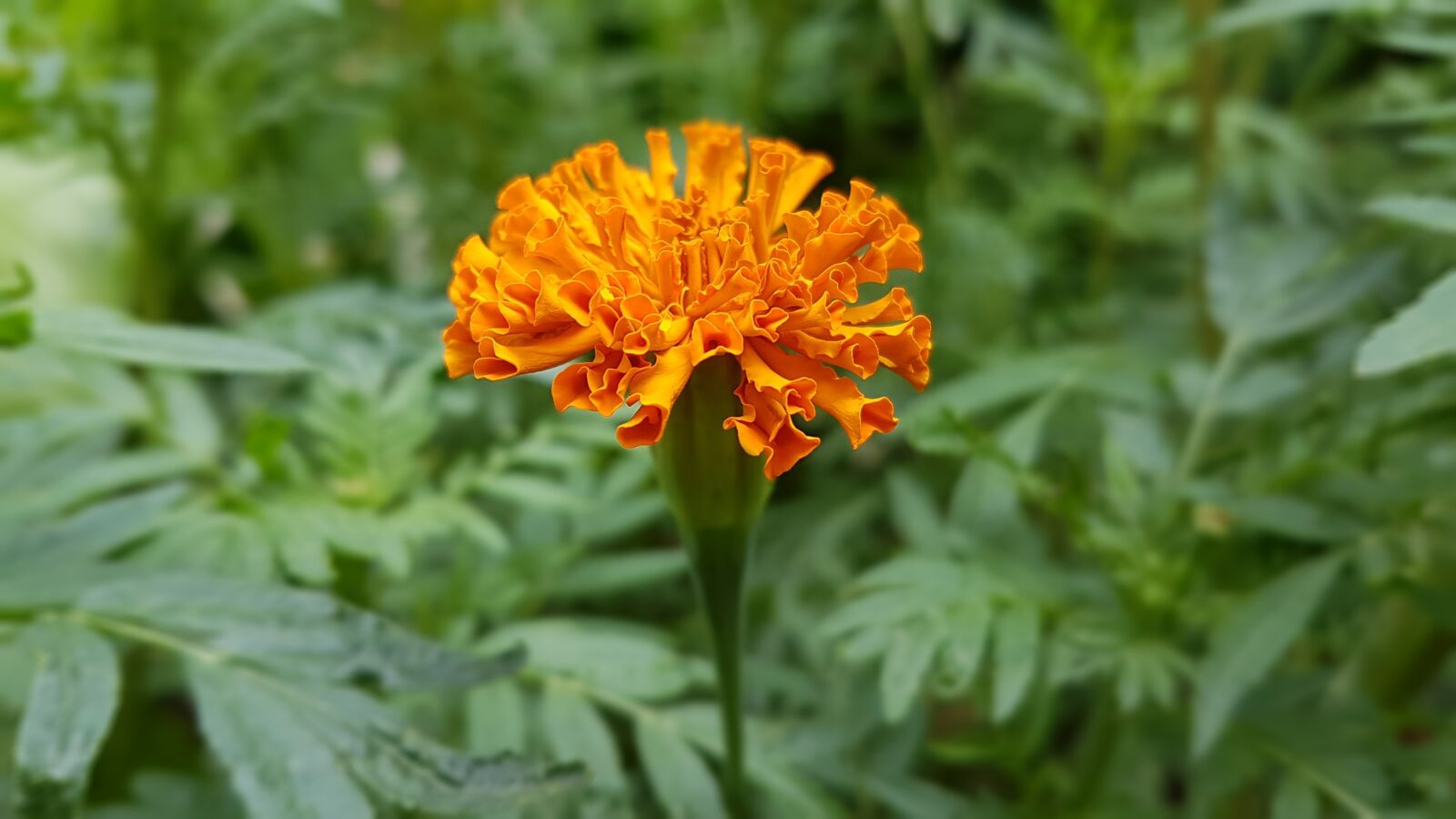 Samsung Galaxy S7 Edge sample photo. Orange flower, nature, greenery photography
