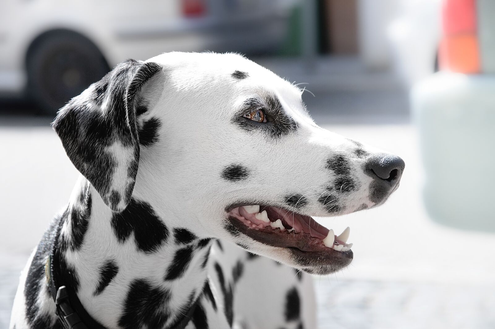 Nikon D90 sample photo. Animal, dalmatian, dog photography