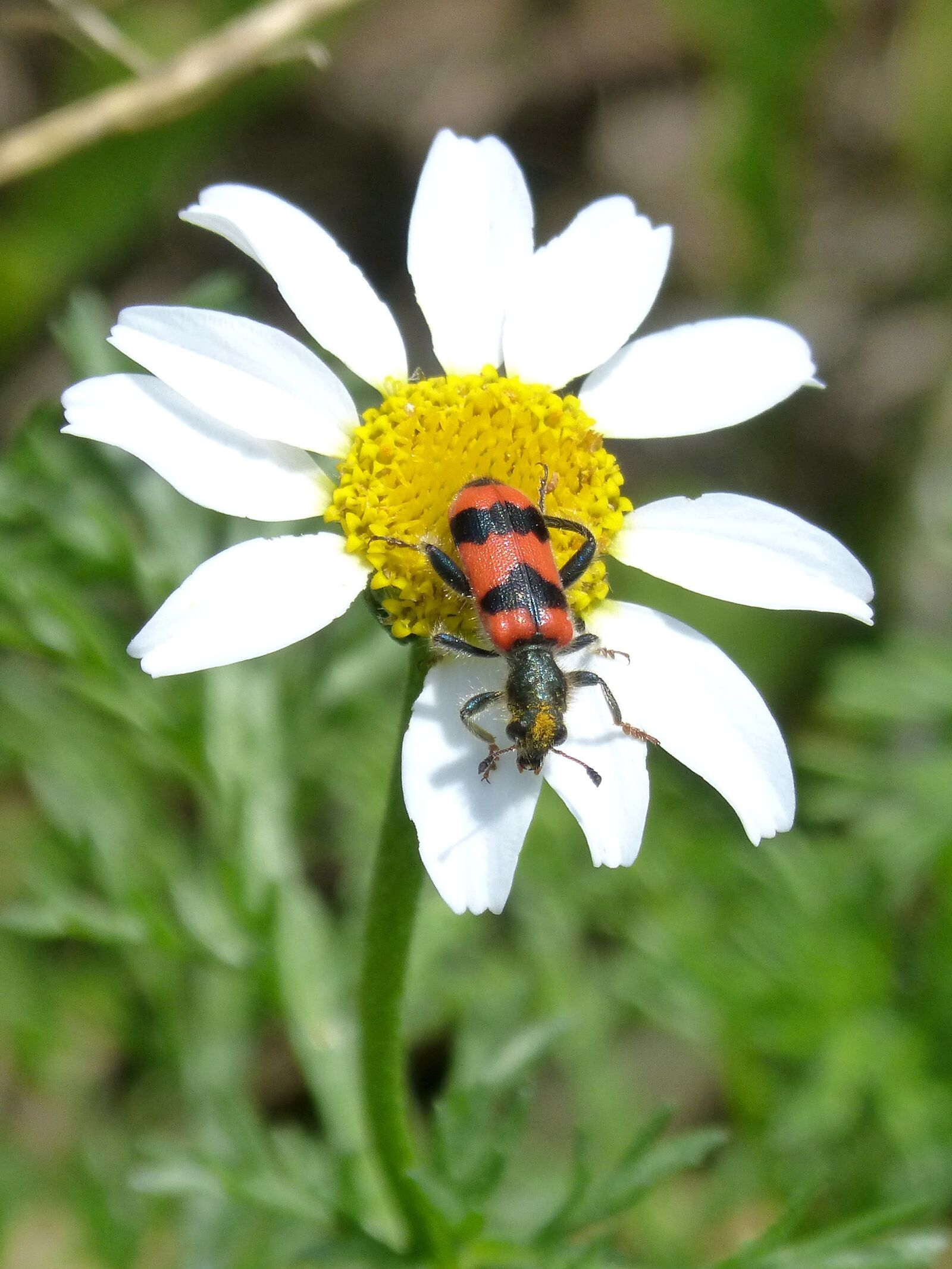 Panasonic DMC-FZ62 sample photo. Beetle, flower, meloidea photography