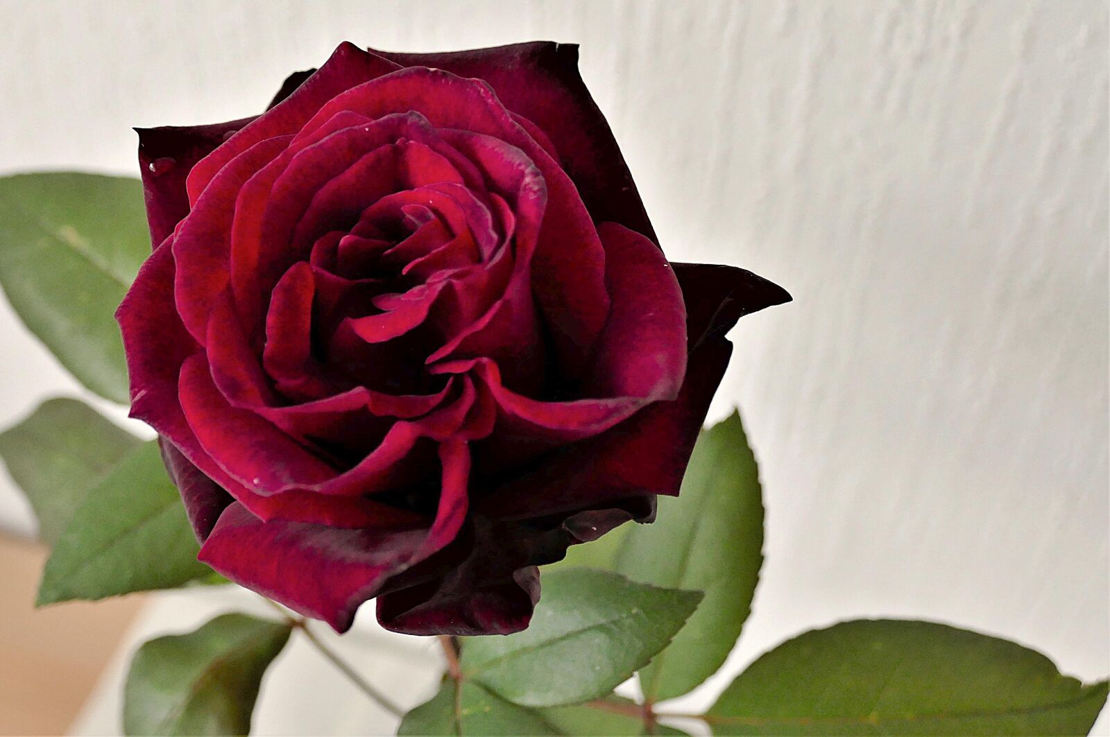 Panasonic Lumix DMC-FZ1000 sample photo. Rose, red, close up photography