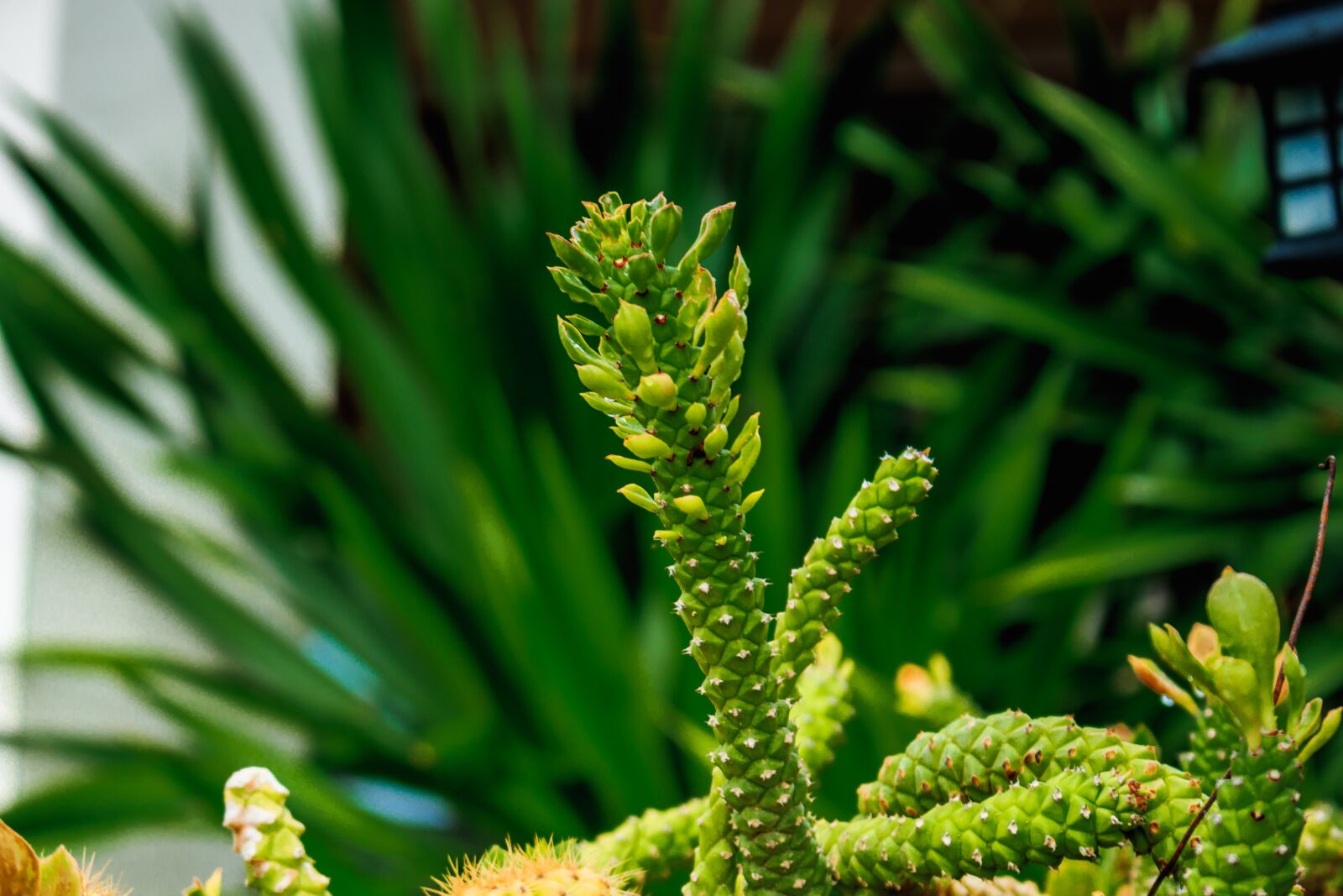 Canon EOS 700D (EOS Rebel T5i / EOS Kiss X7i) sample photo. Plant, thorns, nature photography