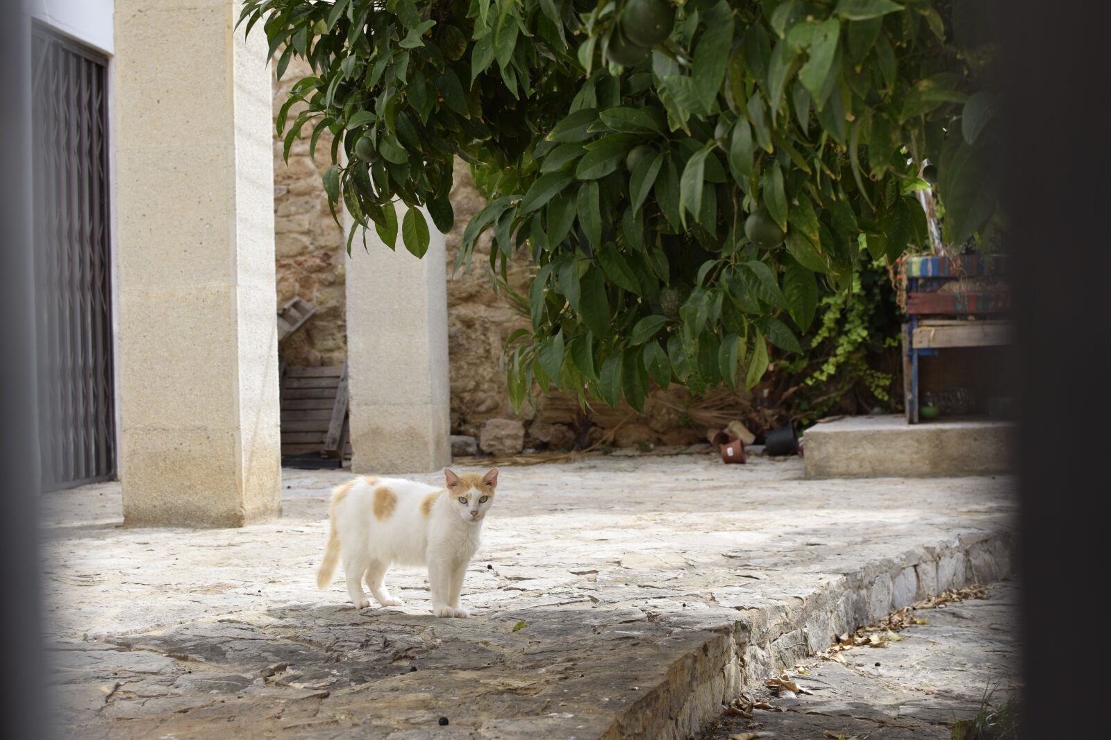 Nikon D5300 sample photo. Mallorca, island, spain photography