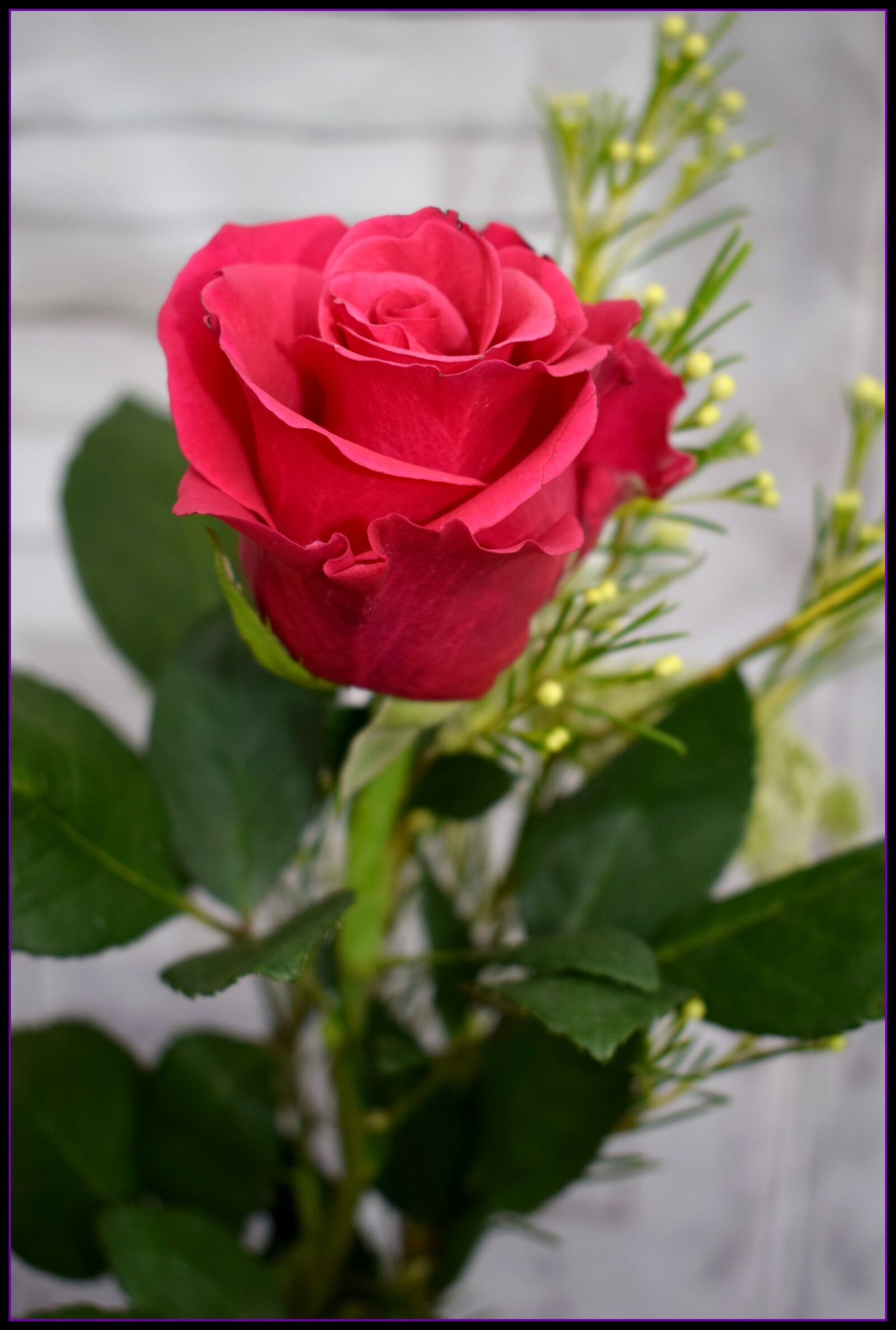 Nikon AF-P DX Nikkor 18-55mm F3.5-5.6G sample photo. Single, rose photography