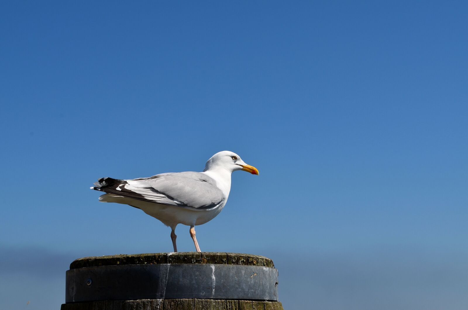 Nikon D5100 sample photo. Seagull, sylt, animal photography