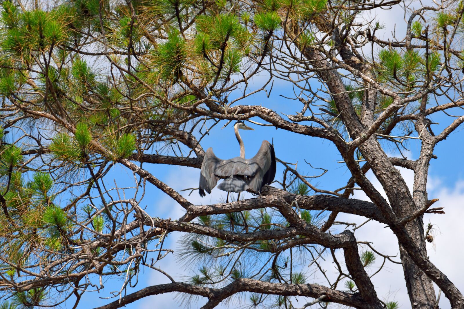 Nikon D3300 sample photo. Tree, nature, wood photography