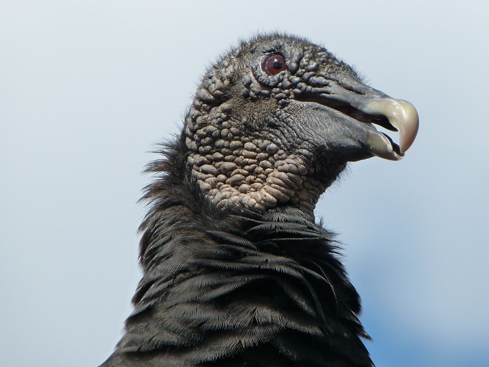 Panasonic Lumix DMC-FZ150 sample photo. Bird, vulture, usa photography
