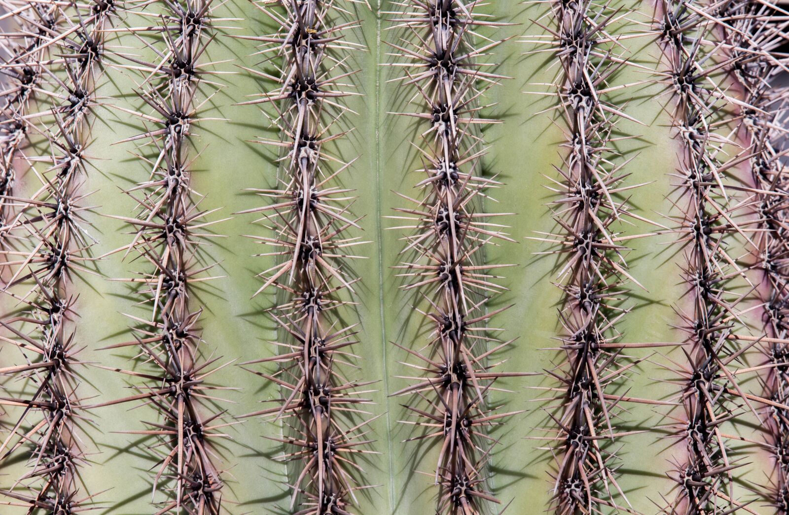 Canon EOS 700D (EOS Rebel T5i / EOS Kiss X7i) sample photo. Cactus, spine, sharp photography