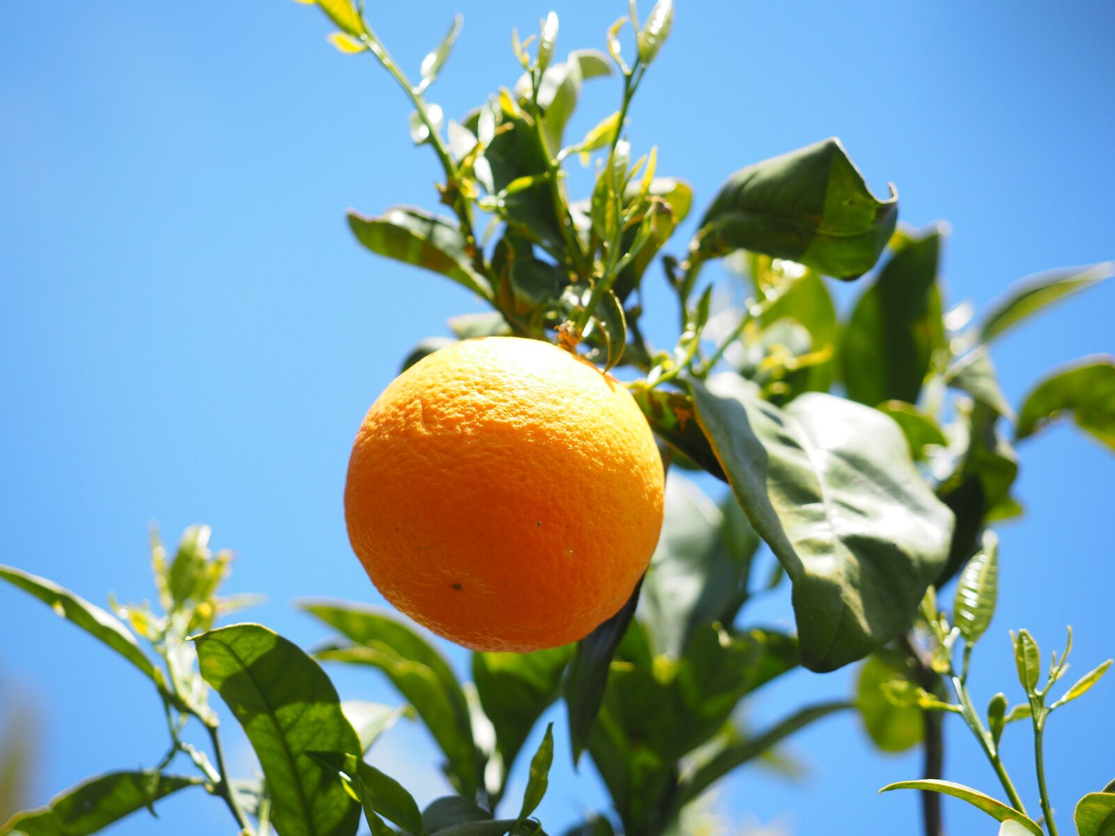 Olympus OM-D E-M1 + Olympus M.Zuiko Digital ED 12-40mm F2.8 Pro sample photo. Orange, fruit, orange tree photography
