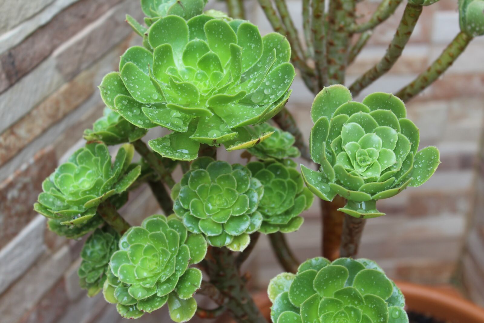 Canon EOS 1200D (EOS Rebel T5 / EOS Kiss X70 / EOS Hi) sample photo. He aeonium, succulent, green photography