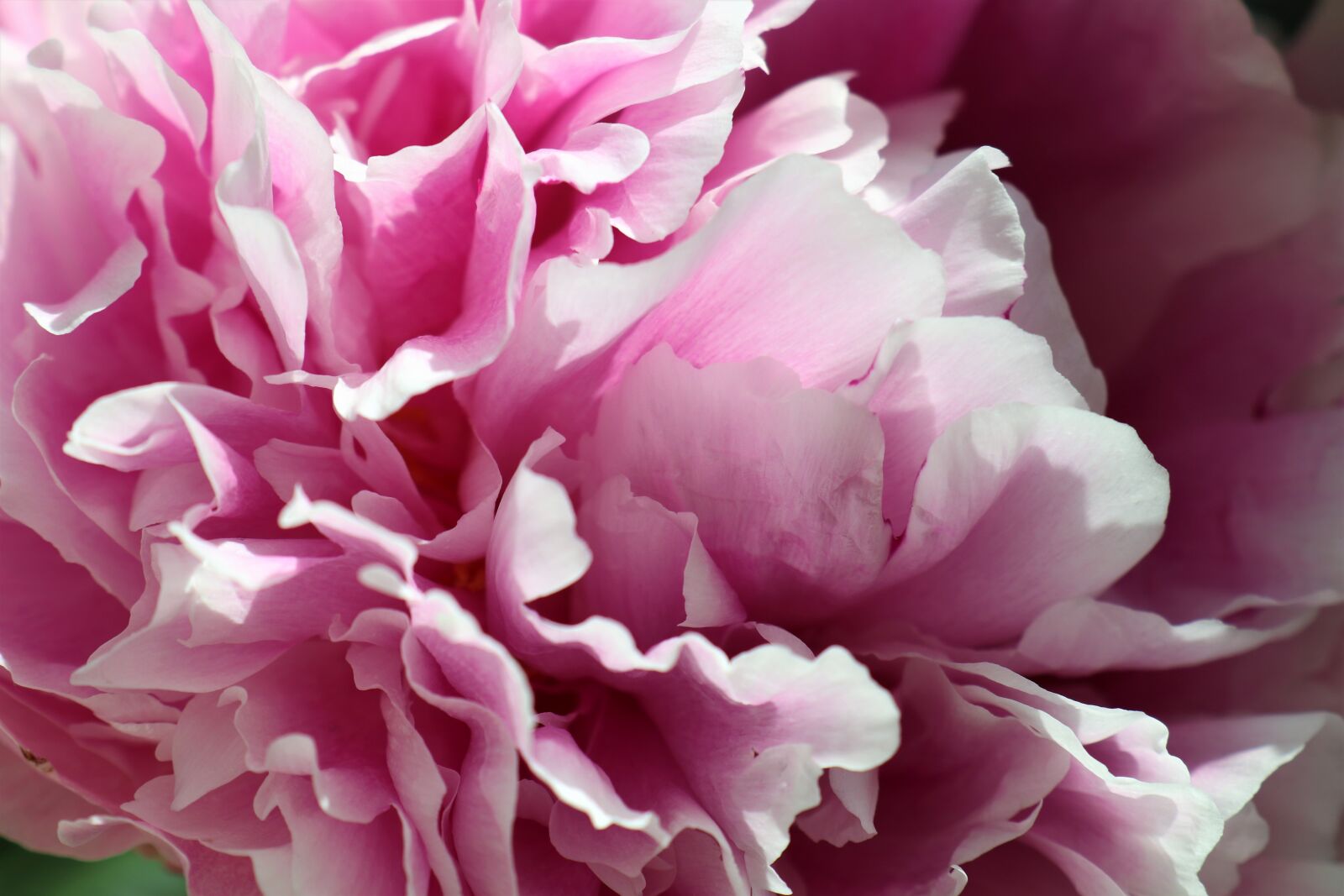 Canon EOS M6 sample photo. Peony, flower, the petals photography
