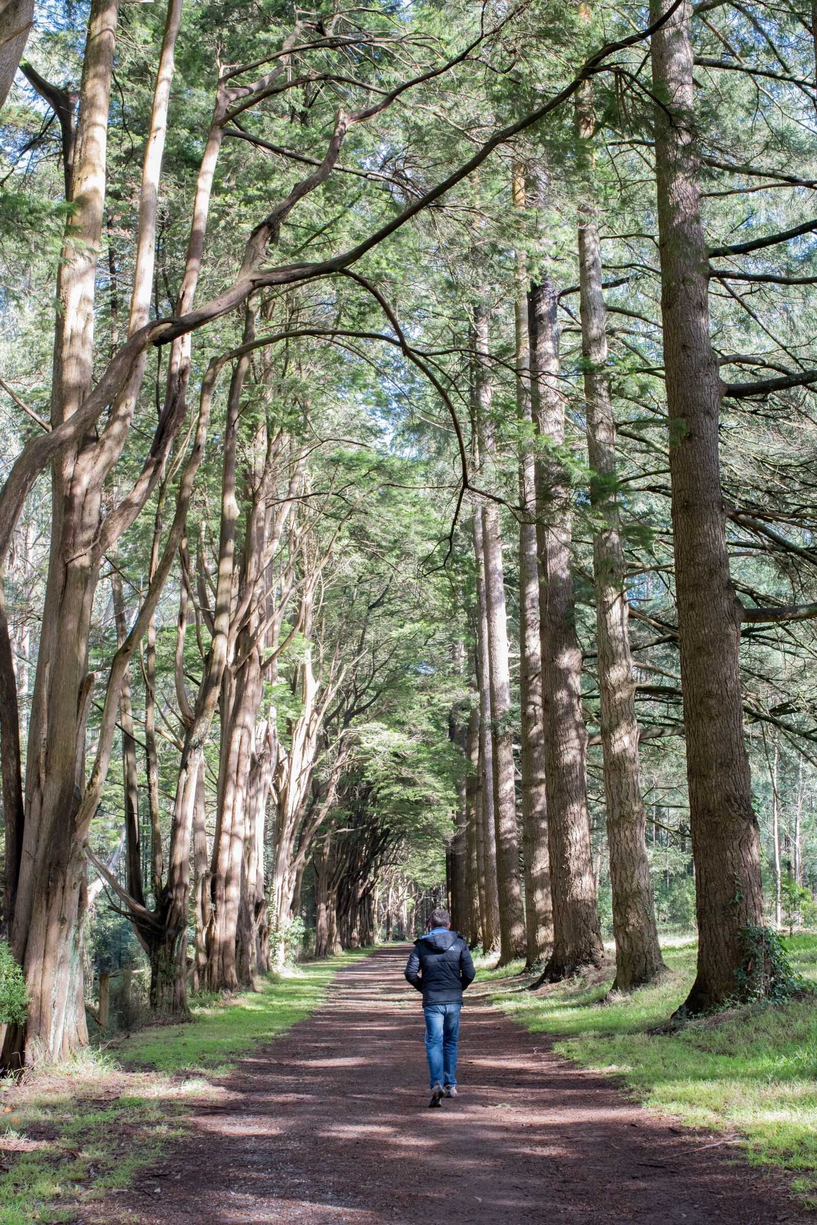 Nikon D750 sample photo. Forest, trees, tall trees photography