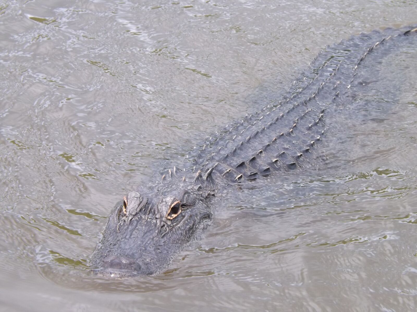 Fujifilm FinePix S4200 sample photo. Louisiana alligator, alligator, bayou photography