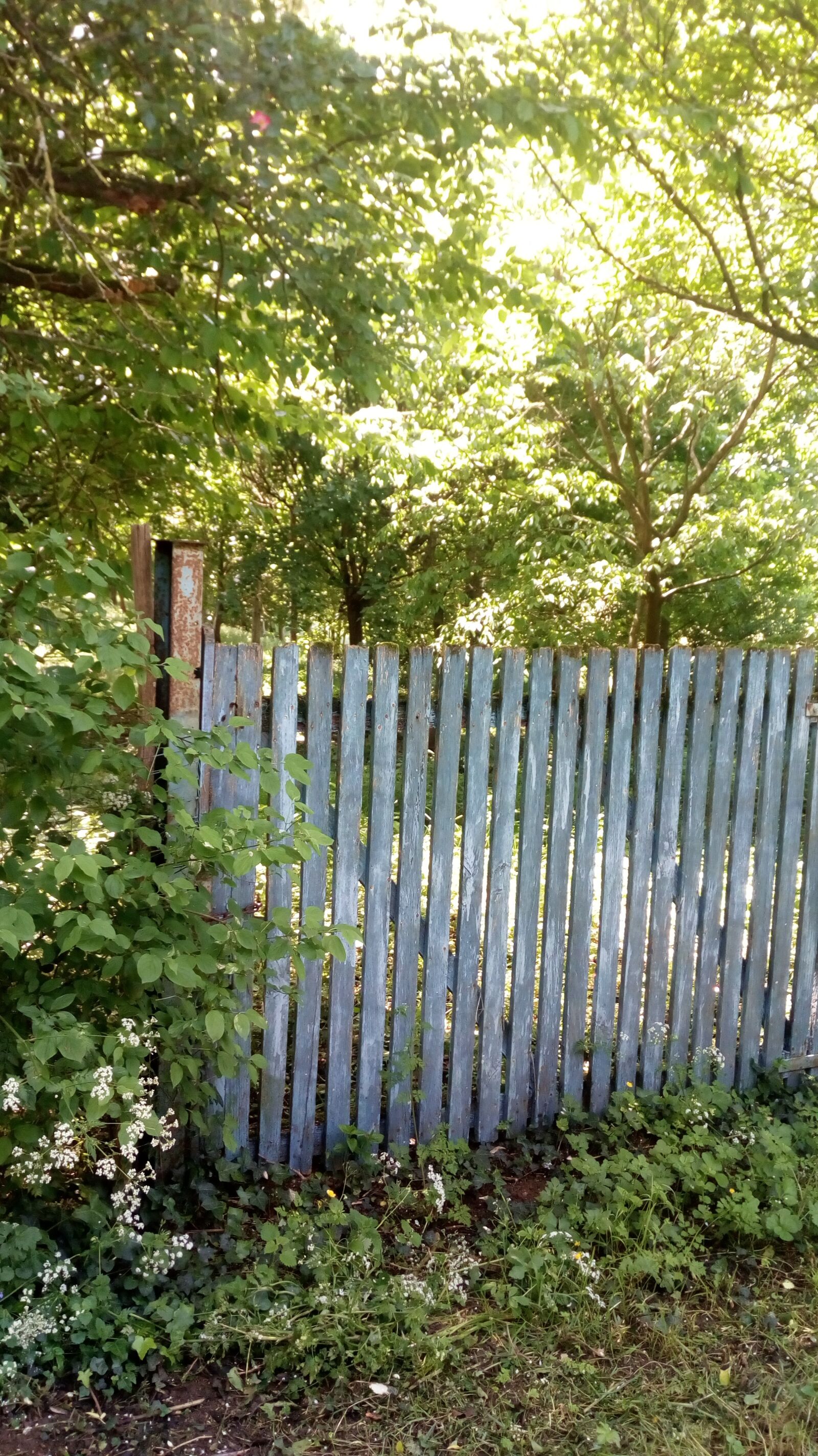 HUAWEI MYA-L11 sample photo. Portal, wood, field photography