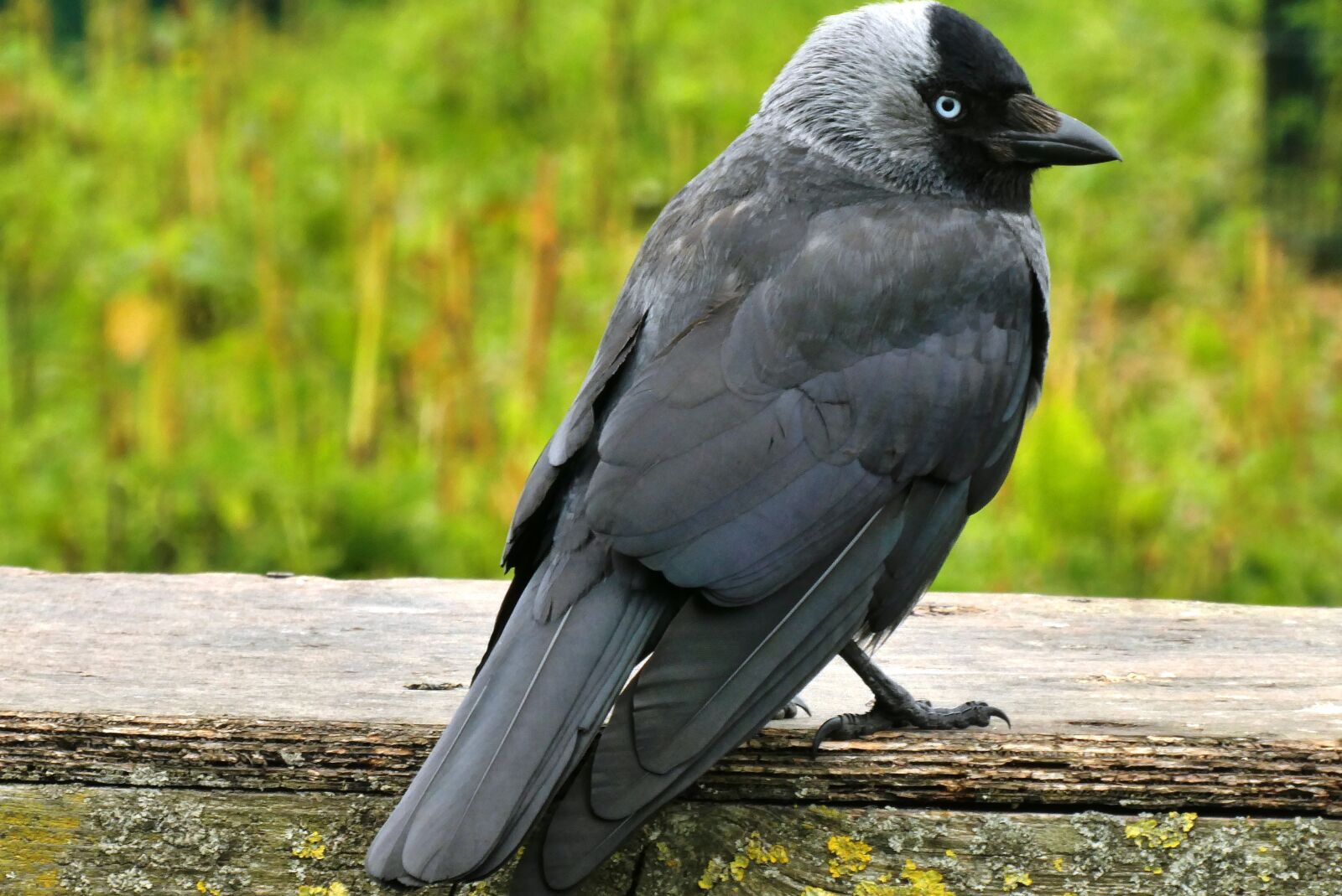 Panasonic Lumix DC-ZS70 (Lumix DC-TZ90) sample photo. Jackdaw, bird, feathers photography