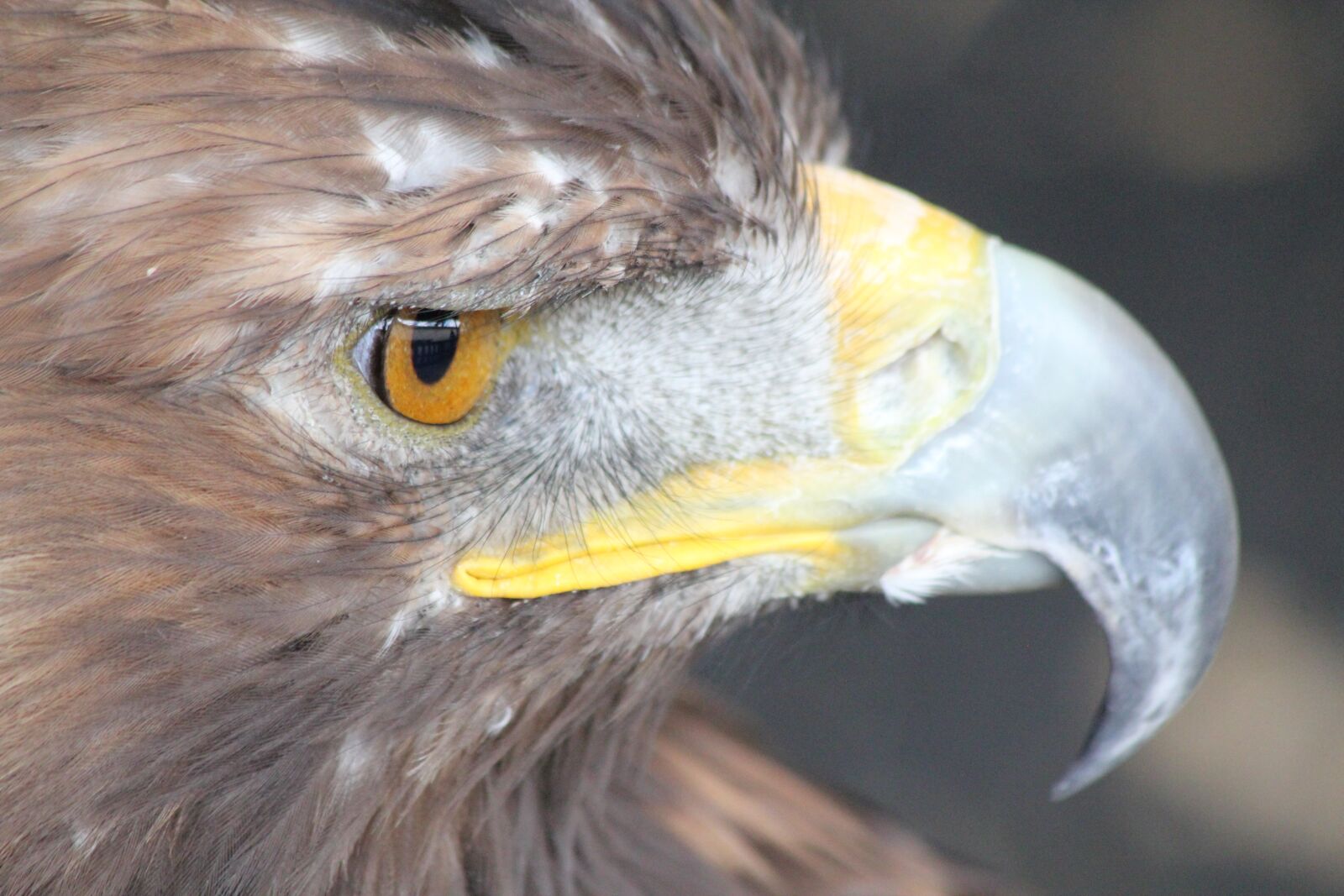 Canon EOS 550D (EOS Rebel T2i / EOS Kiss X4) sample photo. Eagle, bird, prey photography