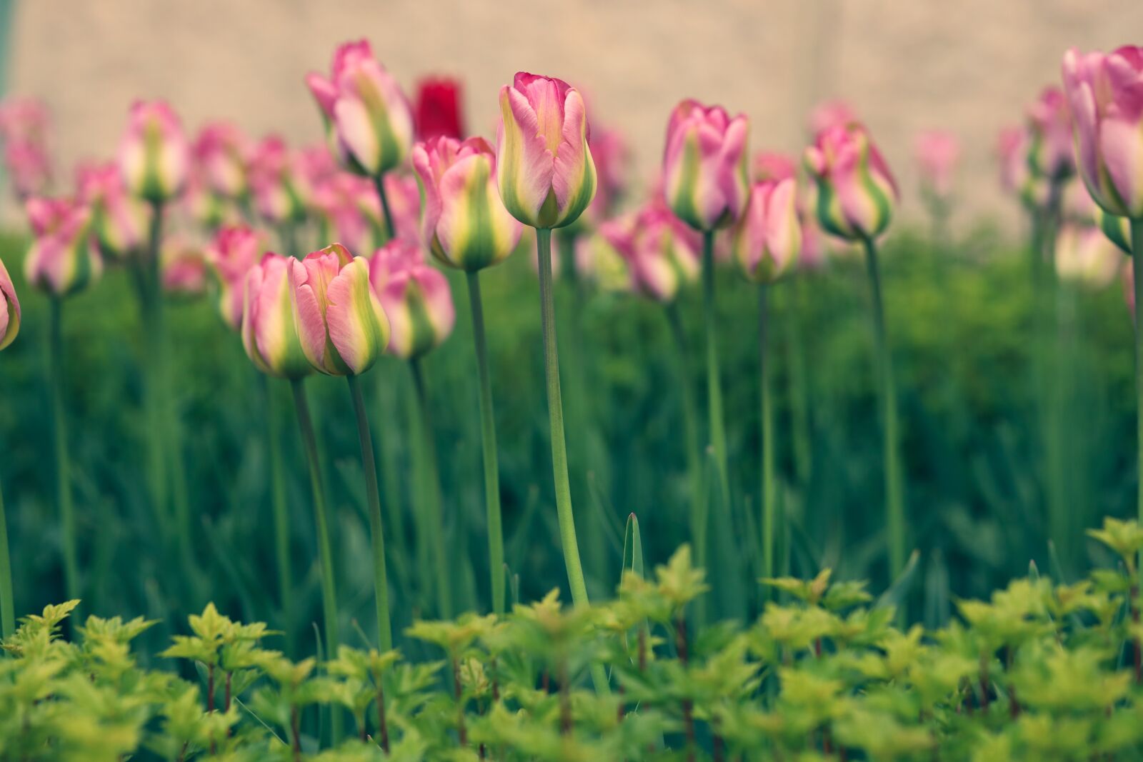Canon EOS R sample photo. Tulip, flower, garden photography