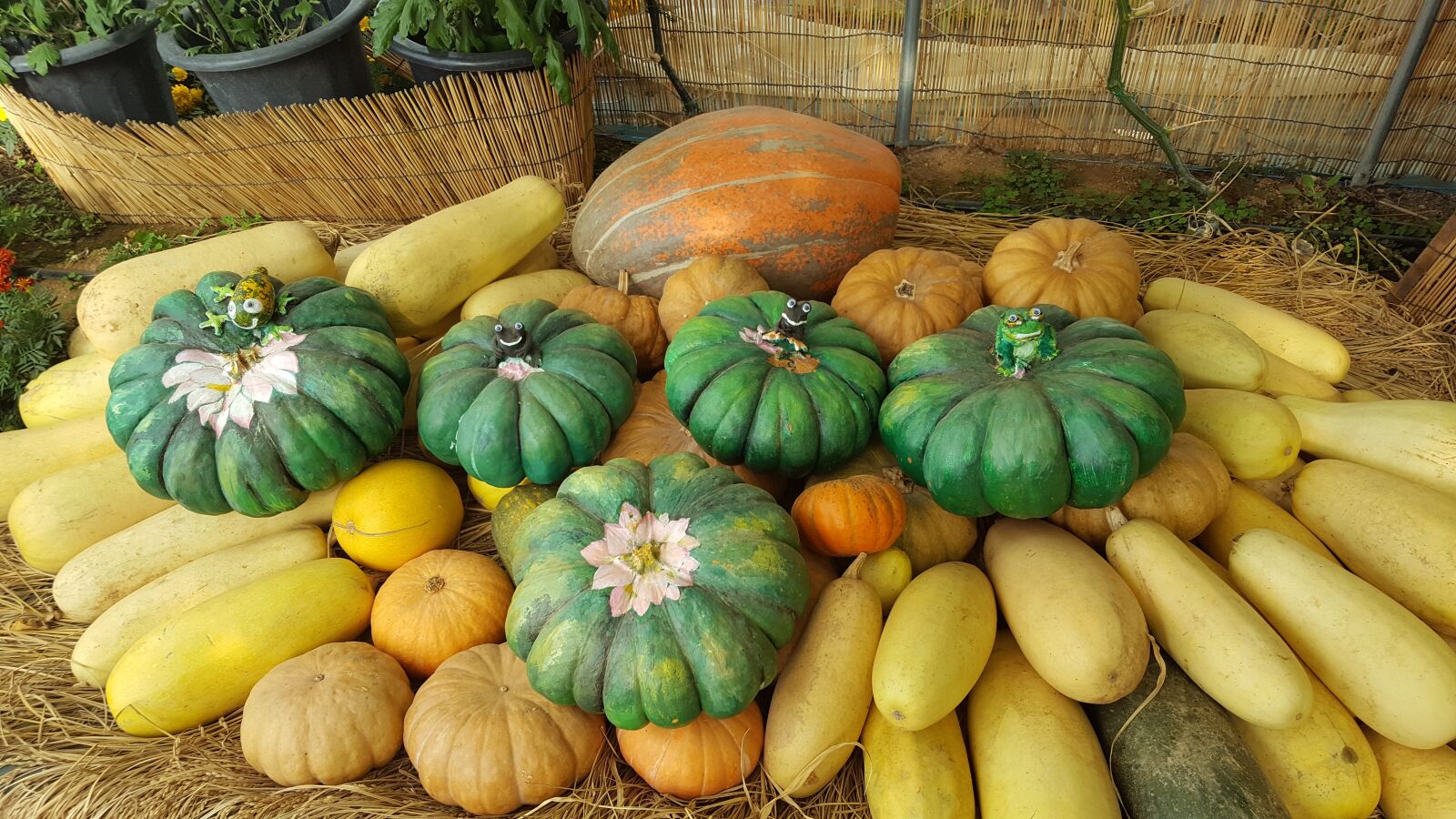 Samsung GALAXY S6 edge sample photo. Pumpkin, autumn, ranch photography