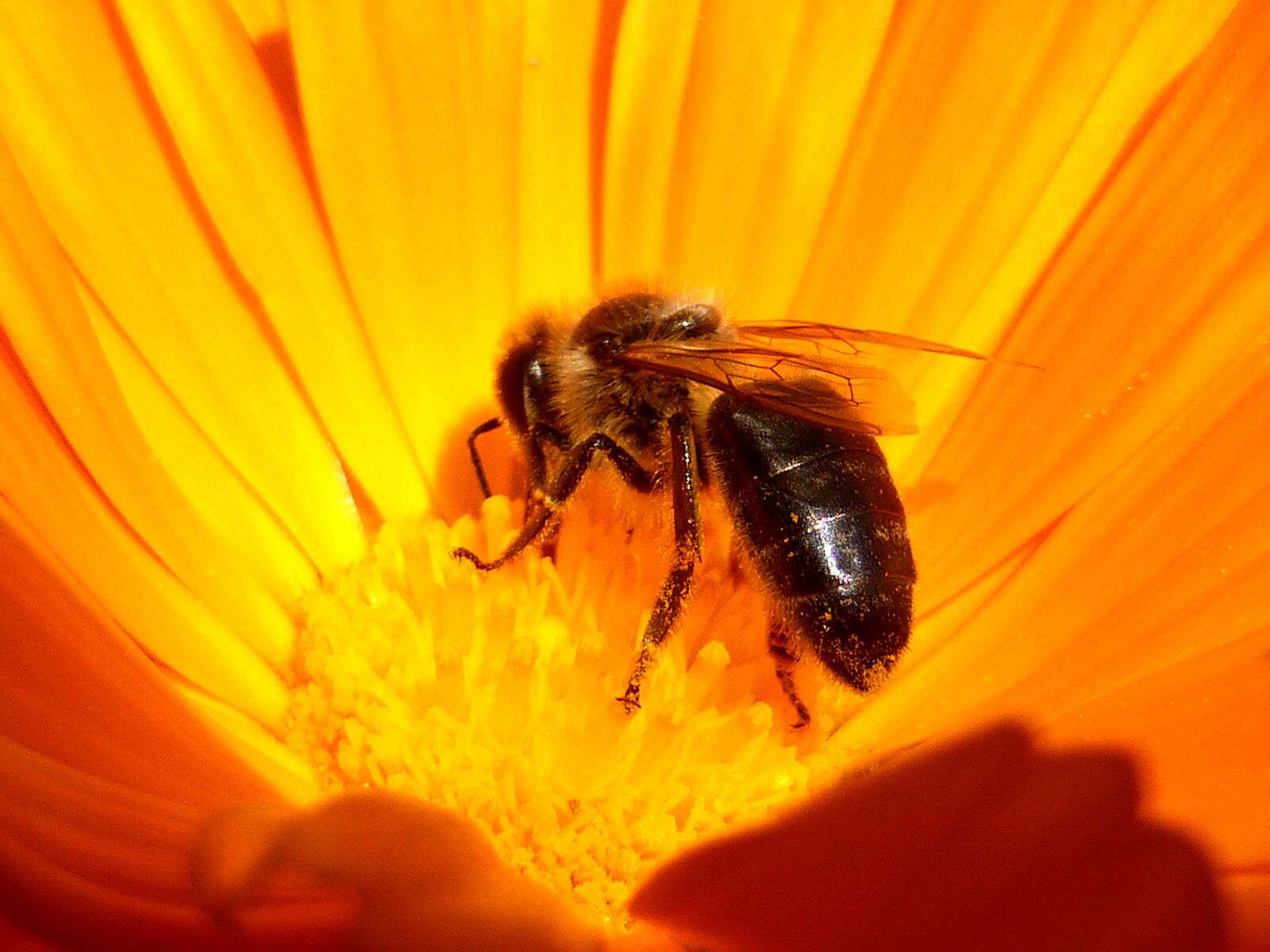 Panasonic Lumix DMC-ZS25 (Lumix DMC-TZ35) sample photo. Insect, bee, honey photography