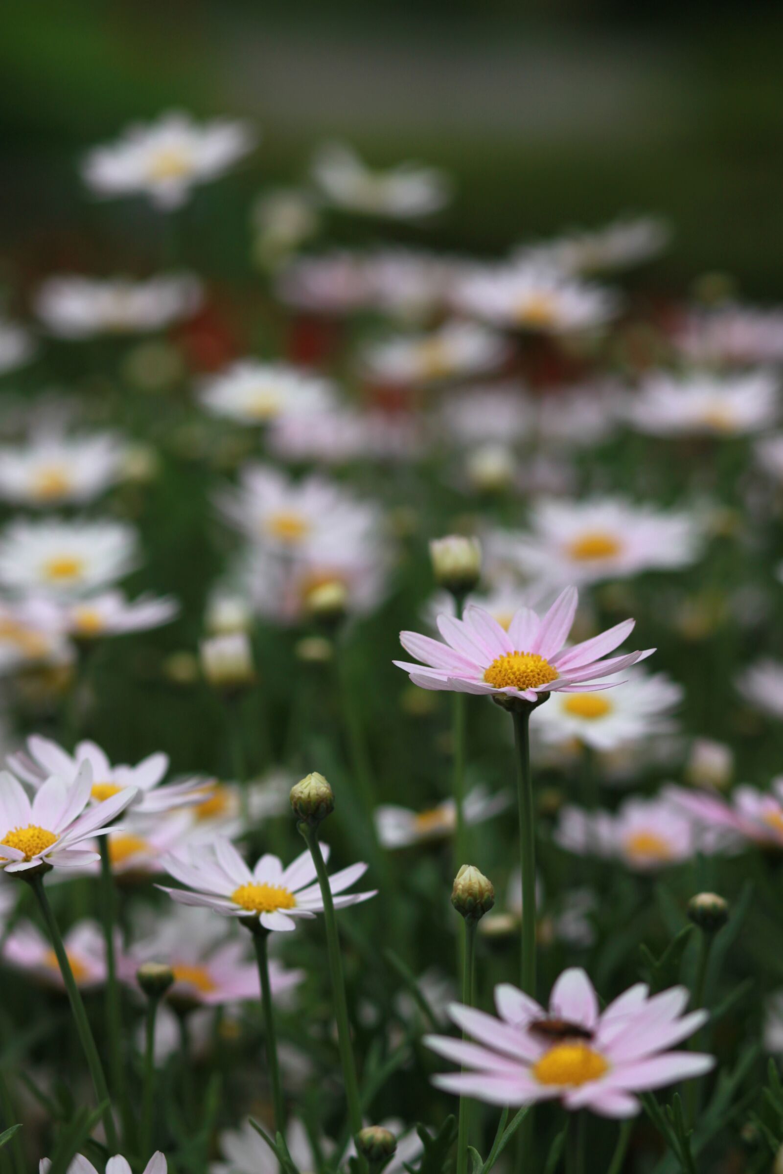 Canon EOS 500D (EOS Rebel T1i / EOS Kiss X3) sample photo. Flowers, nature, plants photography