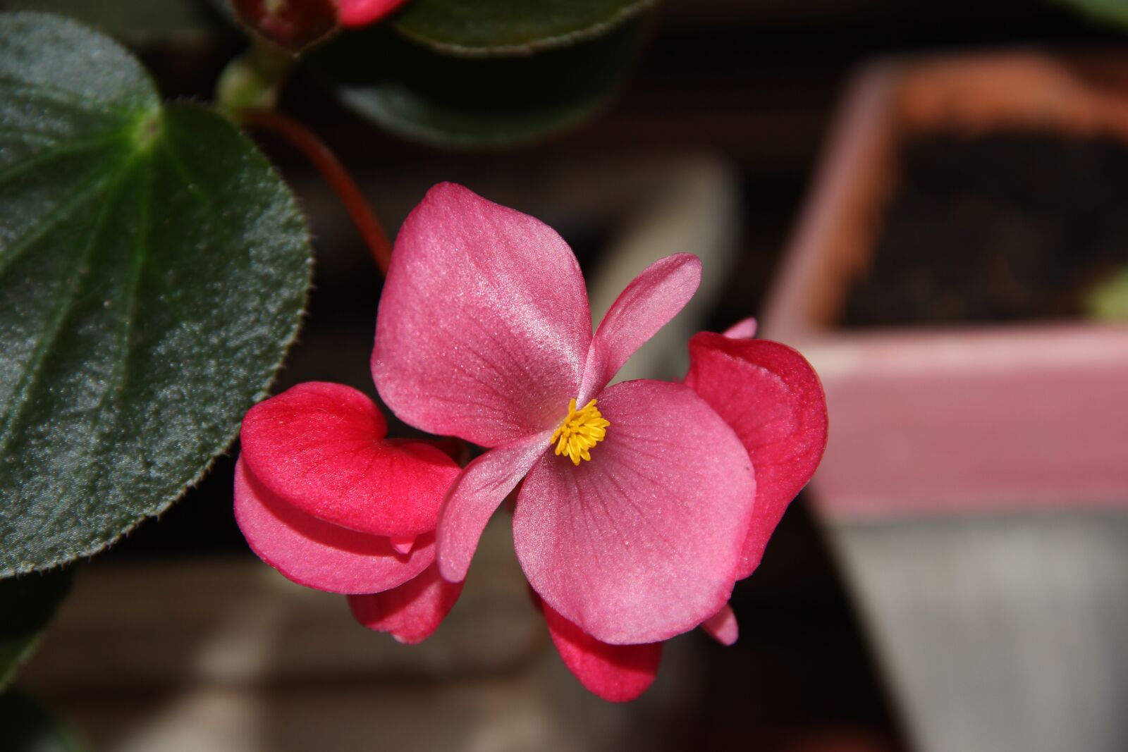 Canon EOS 60D sample photo. Begonia, flowers, garden photography