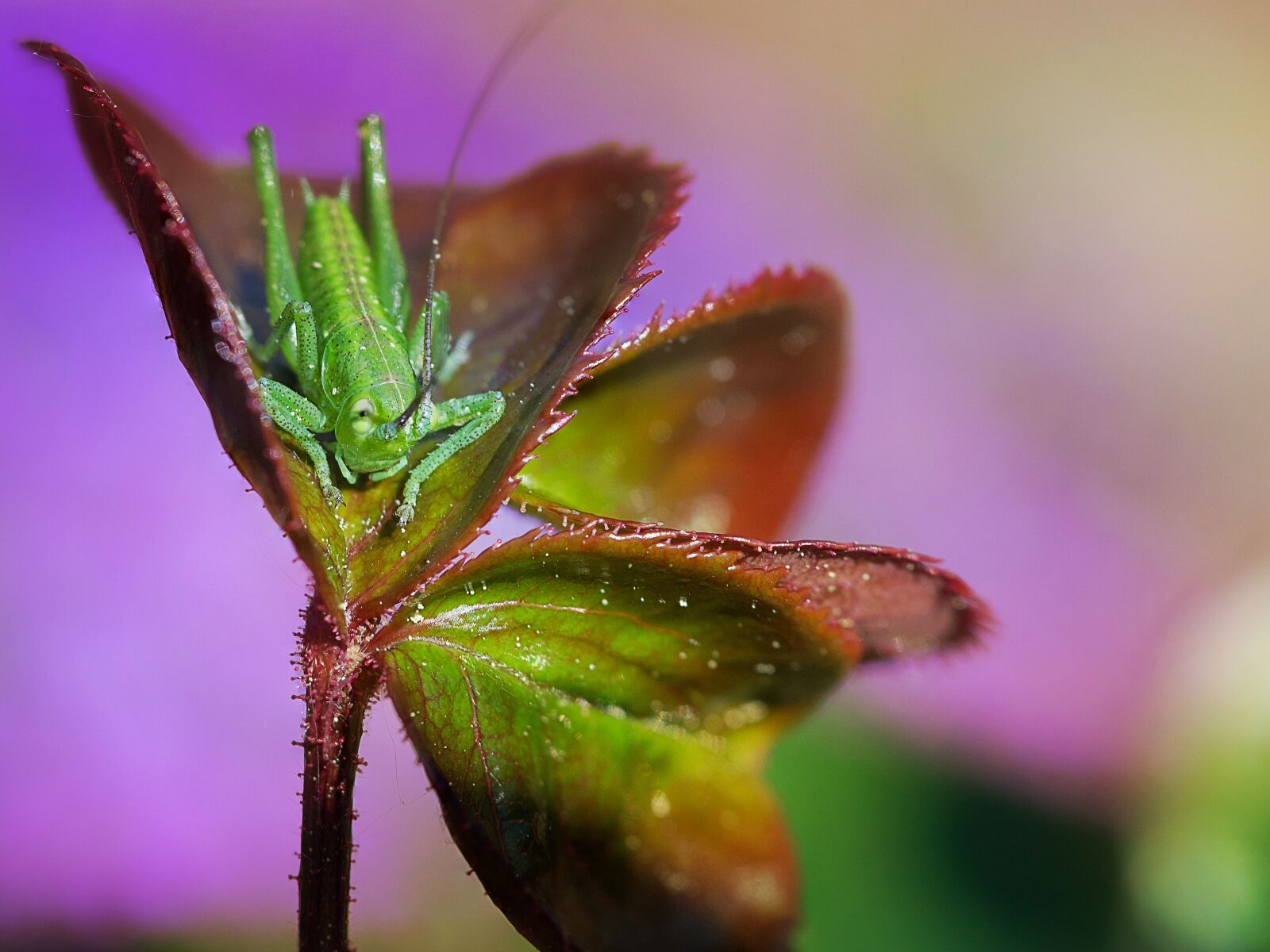 Nikon D3300 sample photo. Nature, leaf, insect photography