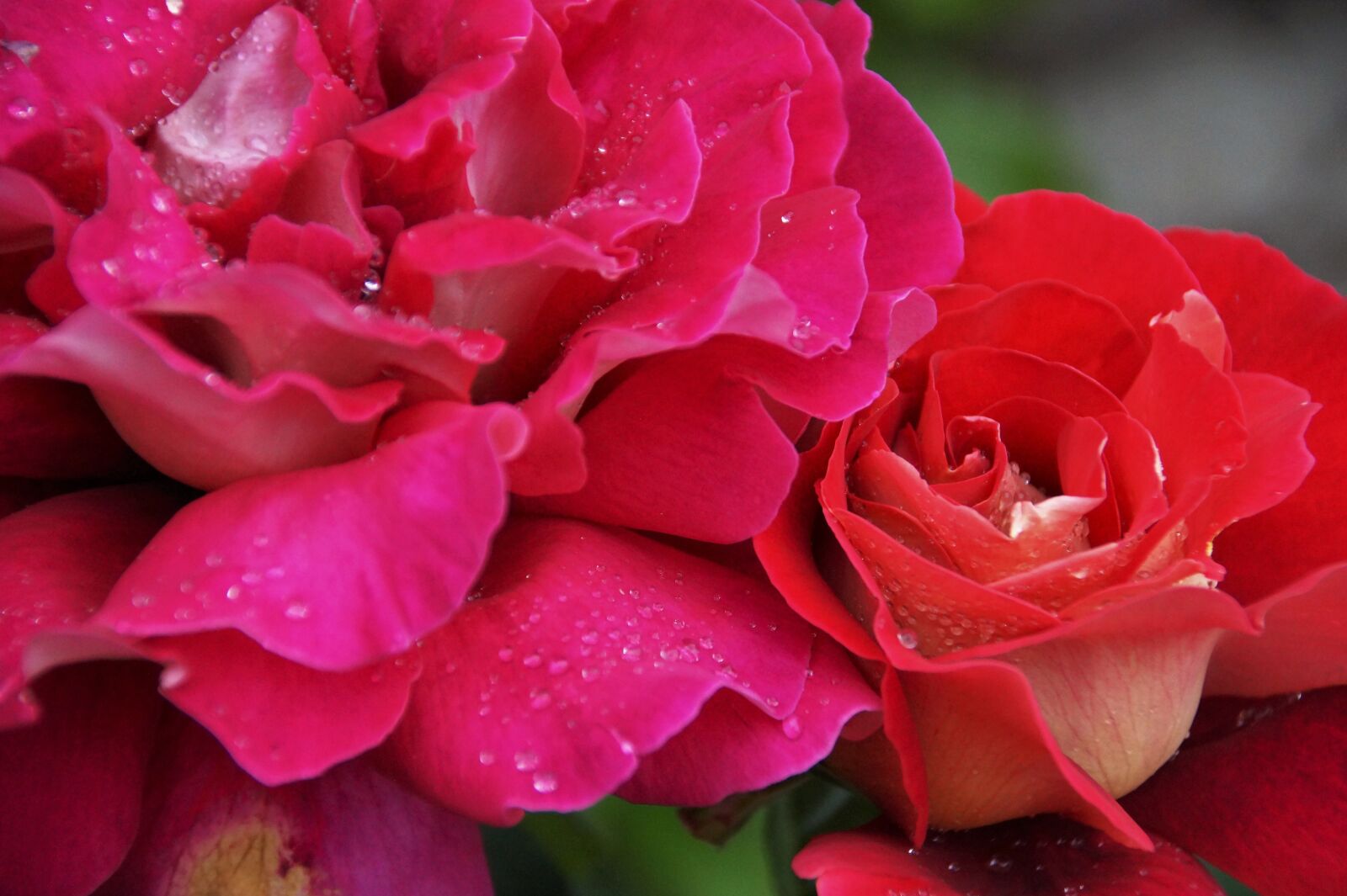 Sony SLT-A58 sample photo. Rose, flower, blossoming photography