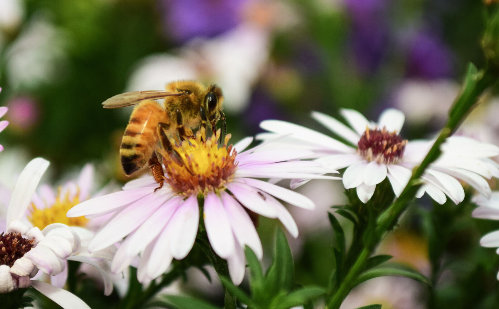 Nikon D5300 sample photo