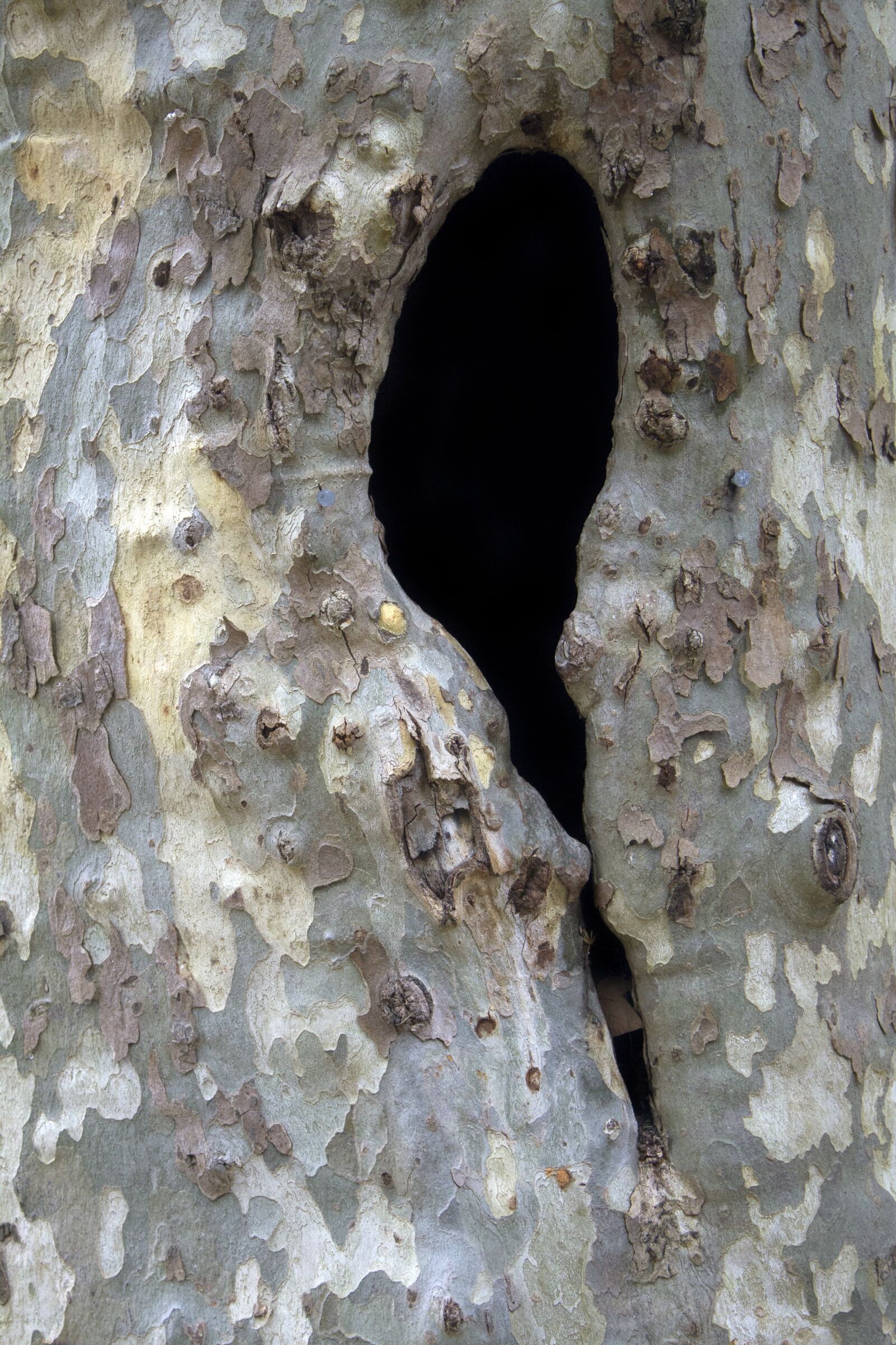Canon EOS 1100D (EOS Rebel T3 / EOS Kiss X50) sample photo. Wood, texture, hole photography