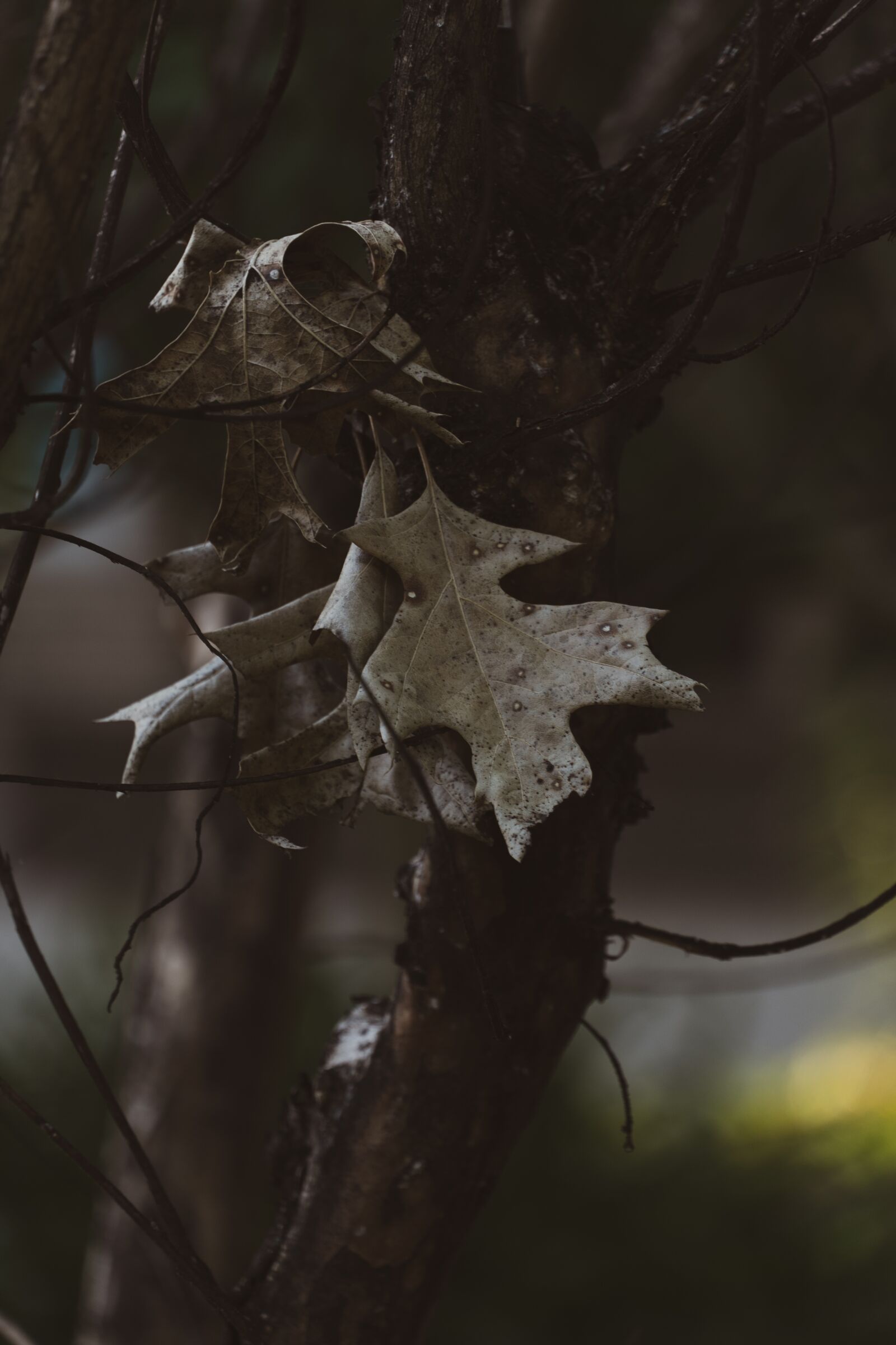 Sony a6600 sample photo. Leaves, nature, autumn photography