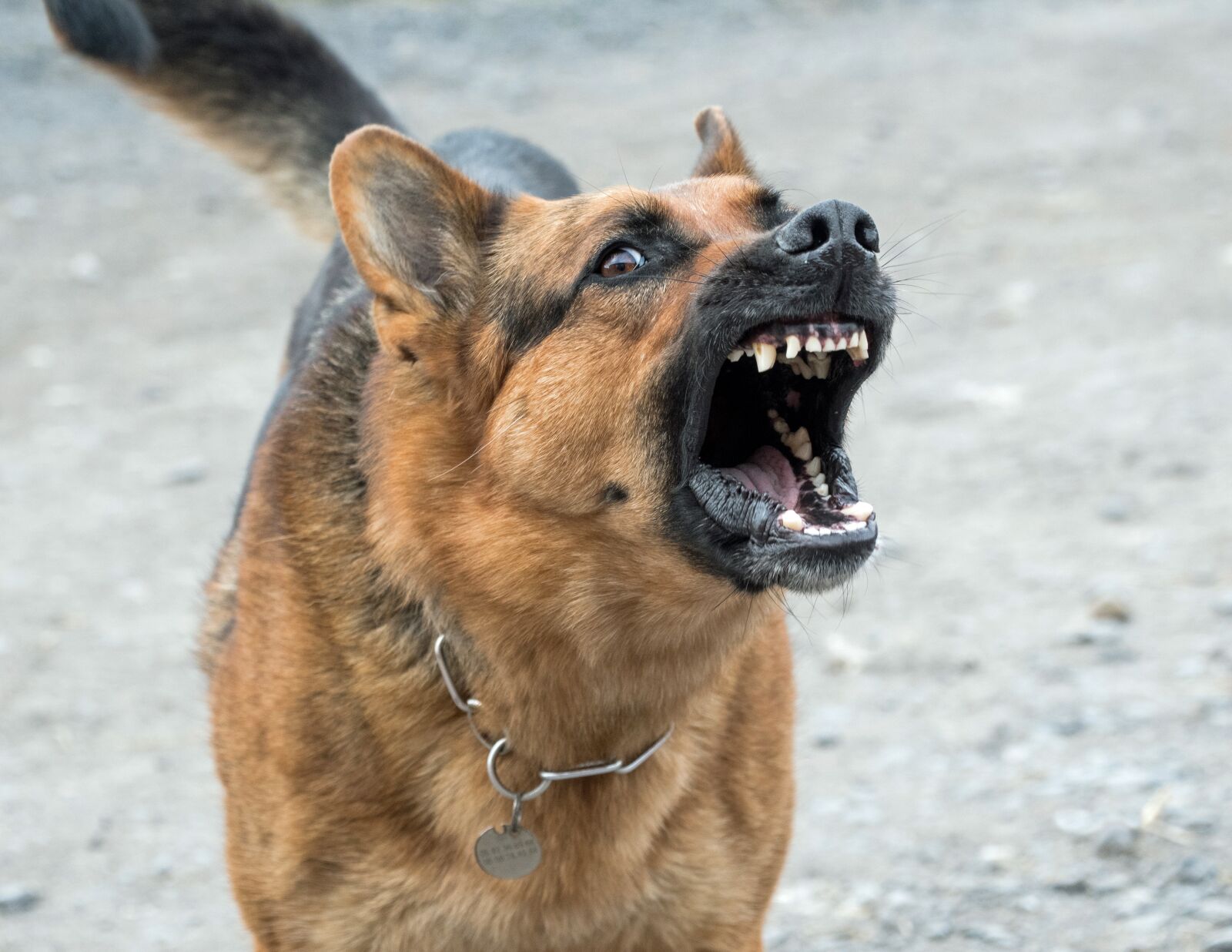 Nikon D500 sample photo. Dog, bad, dangerous photography