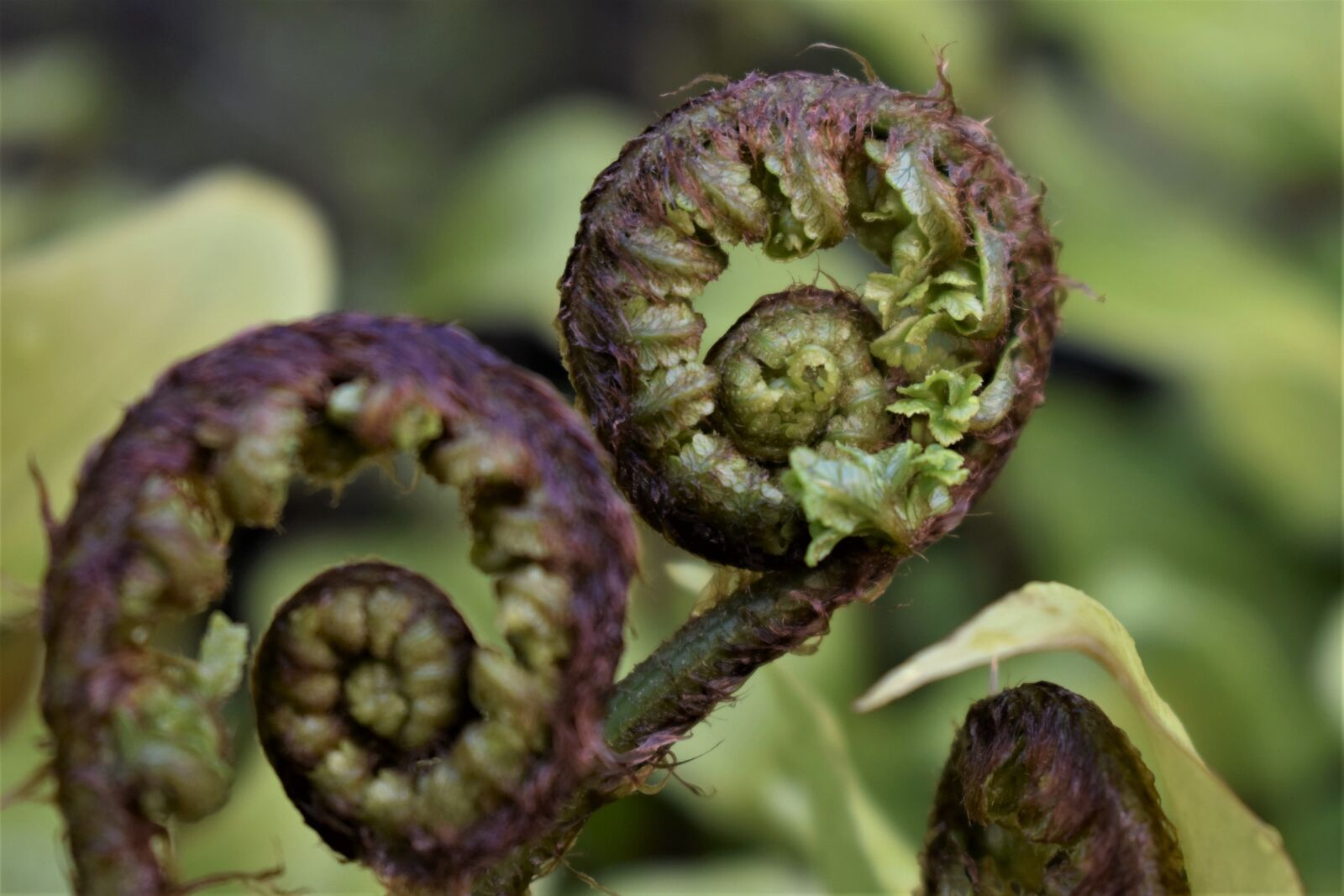 Nikon D5500 sample photo. Fern, fern leaf, leaf photography