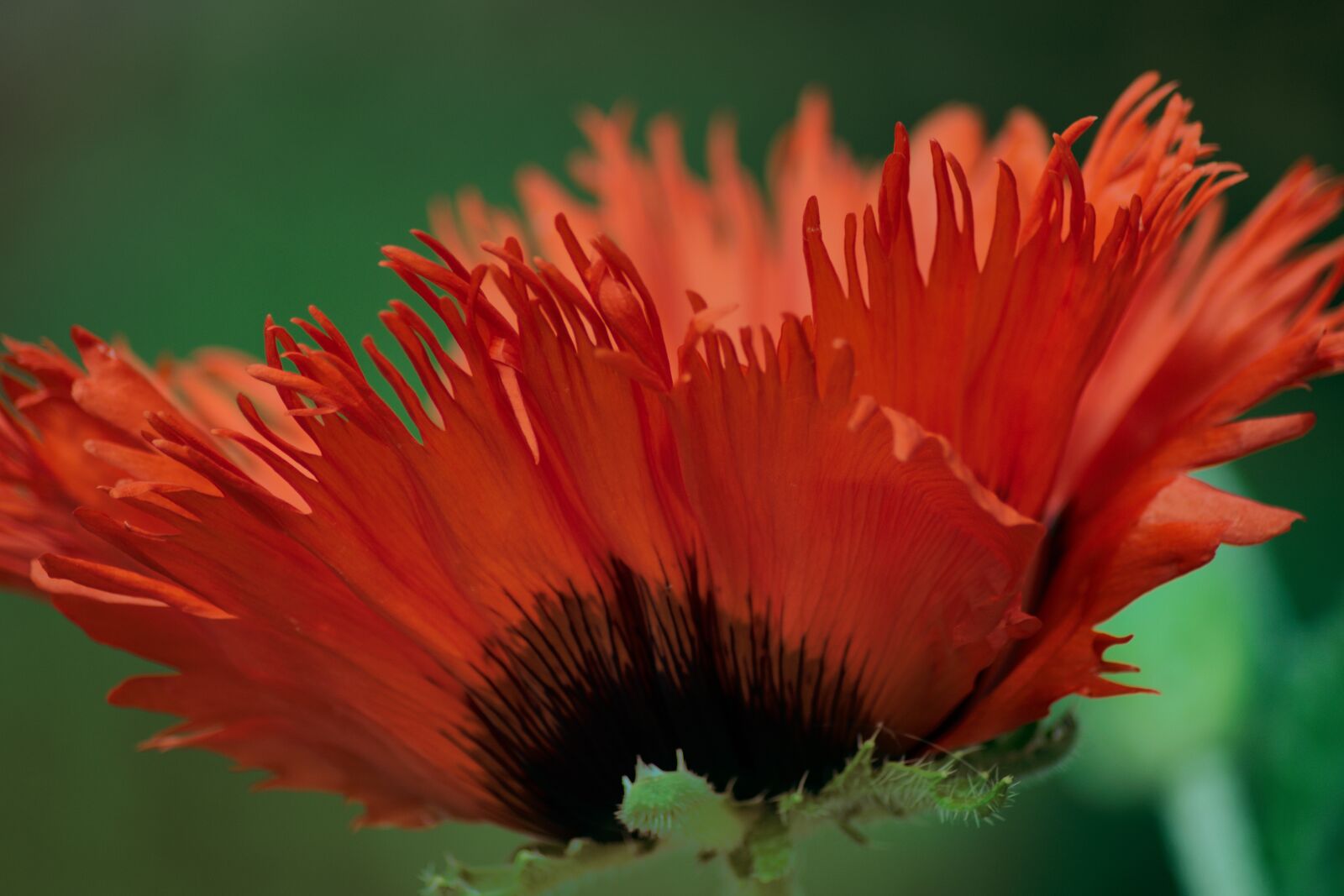 Nikon D3300 sample photo. Poppy flower, close up photography