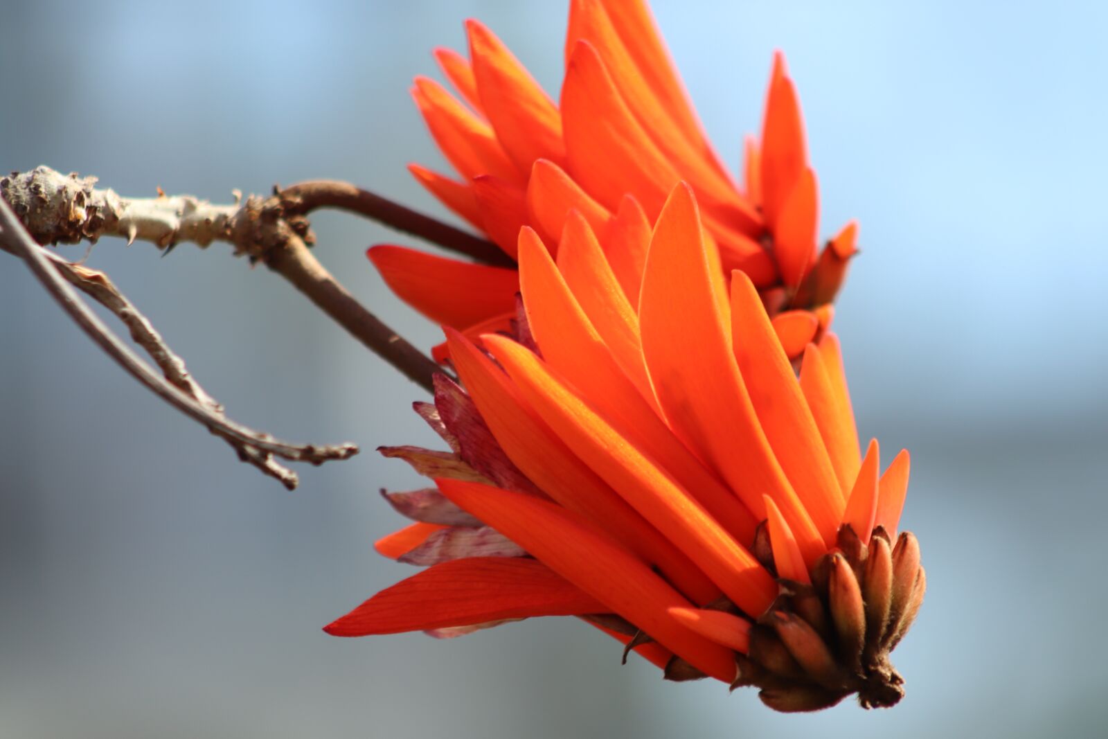 Canon EOS 800D (EOS Rebel T7i / EOS Kiss X9i) sample photo. Korallenbaum, orange, flowers photography