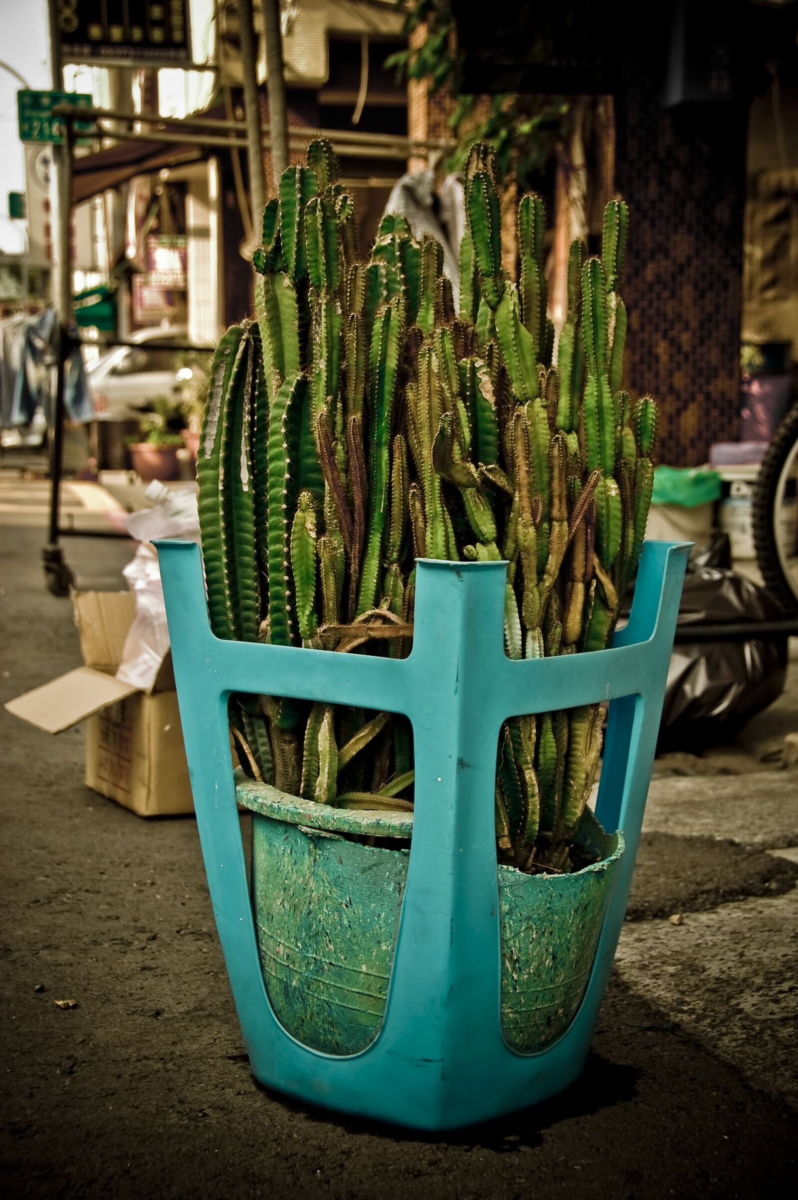 Nikon D40 sample photo. Cactus, taiwan, kaohsiung photography