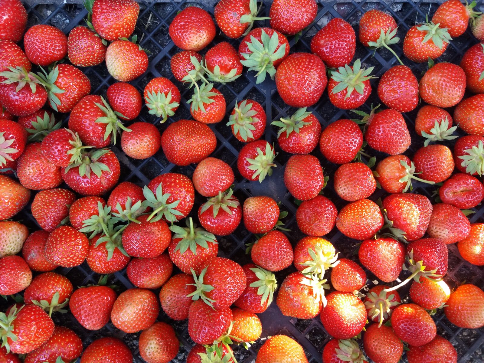 Samsung Galaxy J5 sample photo. Strawberry, summer, food photography