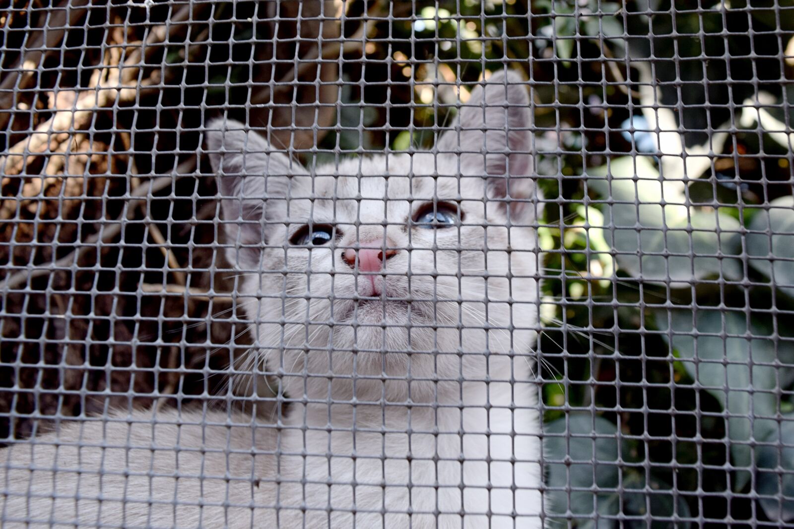 Nikon D3300 sample photo. Cat, kitty, kitten photography