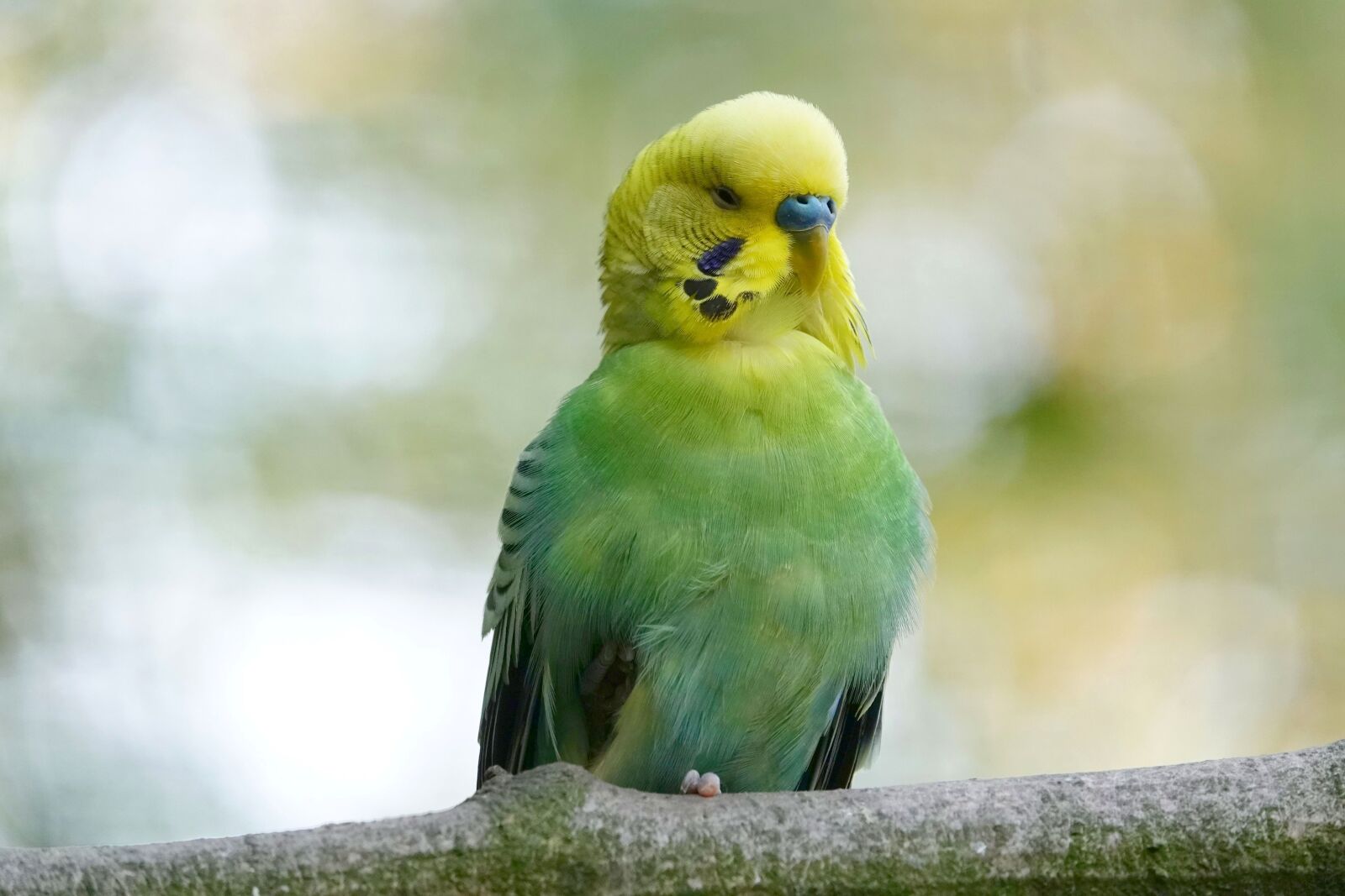 Sony Cyber-shot DSC-RX10 IV sample photo. Budgie, tired, half asleep photography